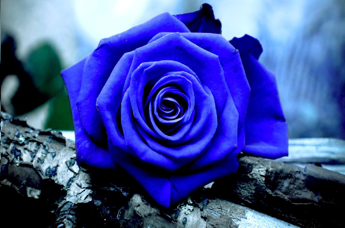 Sky Blue Rose Wallpaper HD 