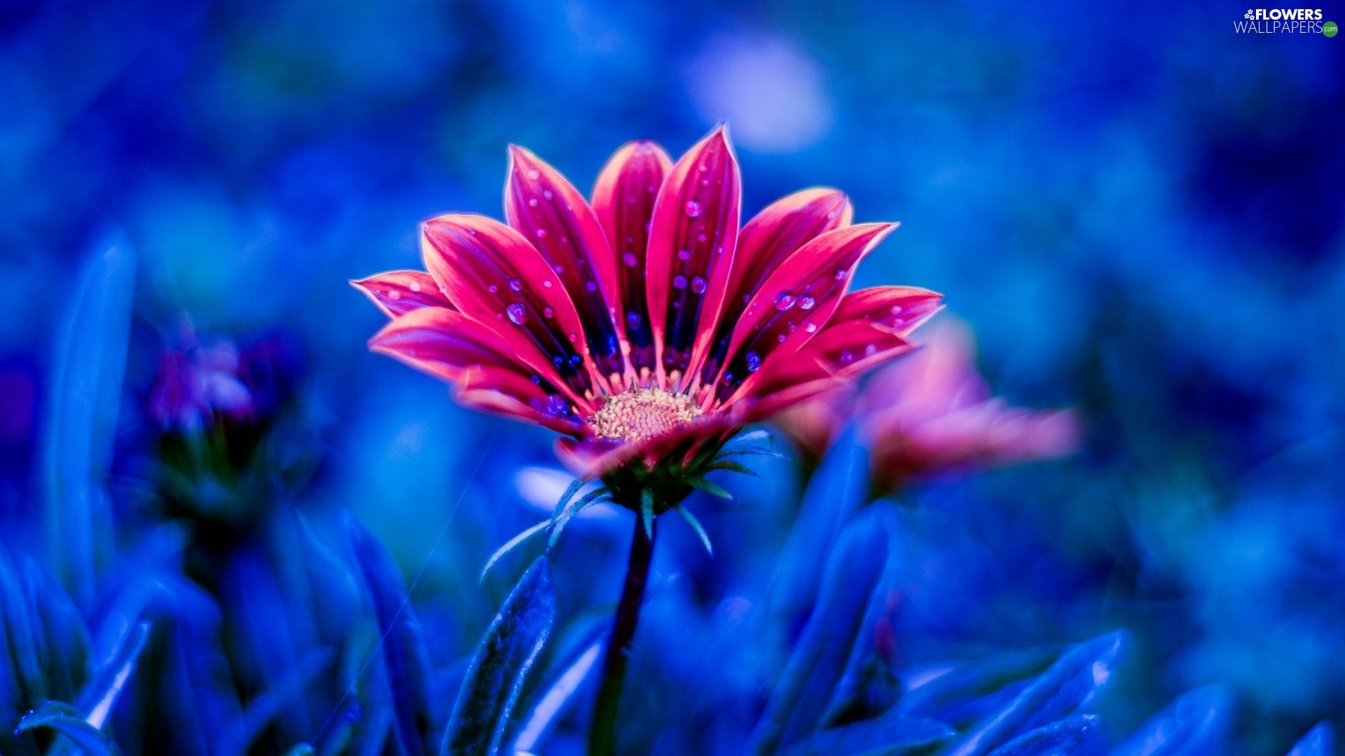 African Daisy Gerbera Flower HD Desktop Wallpaper 