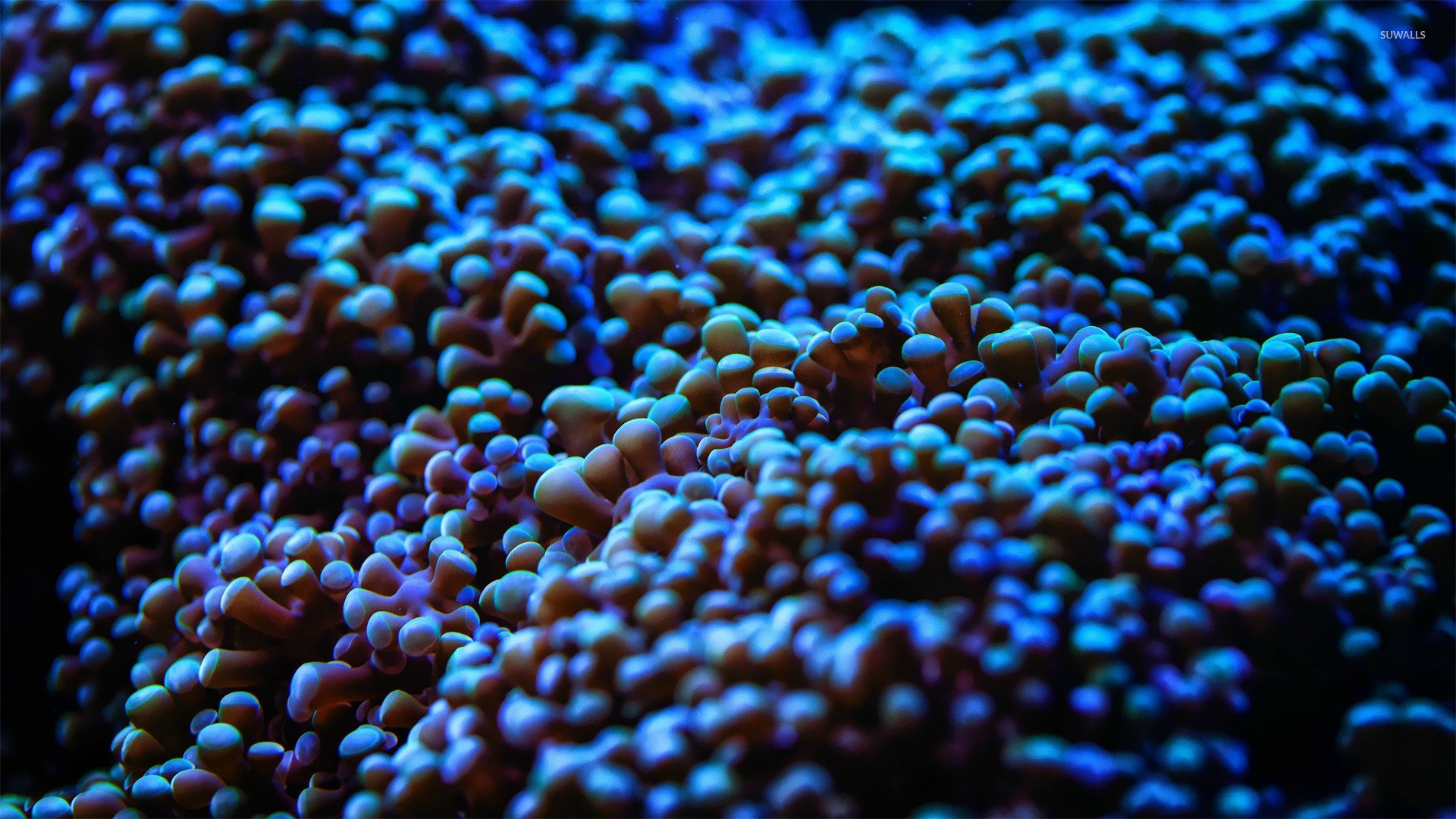 Anemone Ocean Marine Life High Definition Wallpaper 