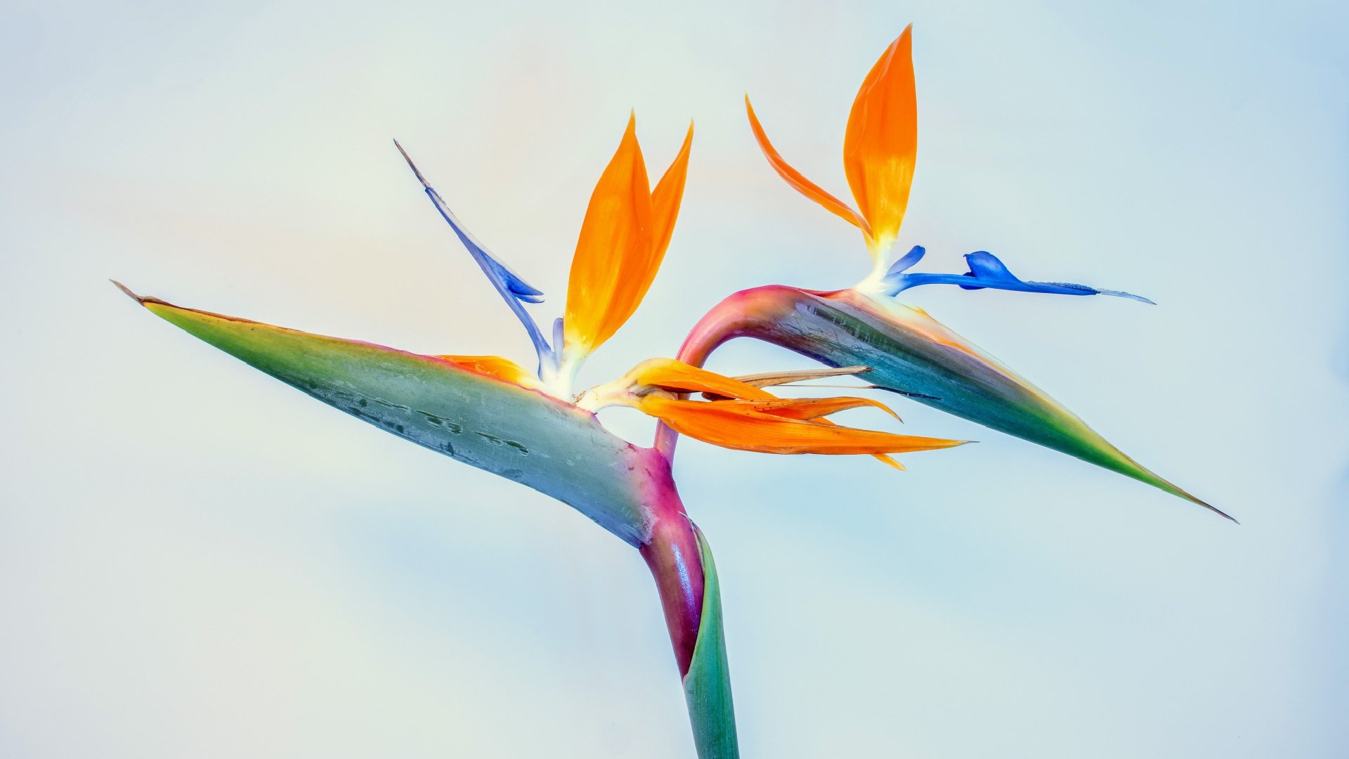 Bird of Paradise Background HD Wallpapers 