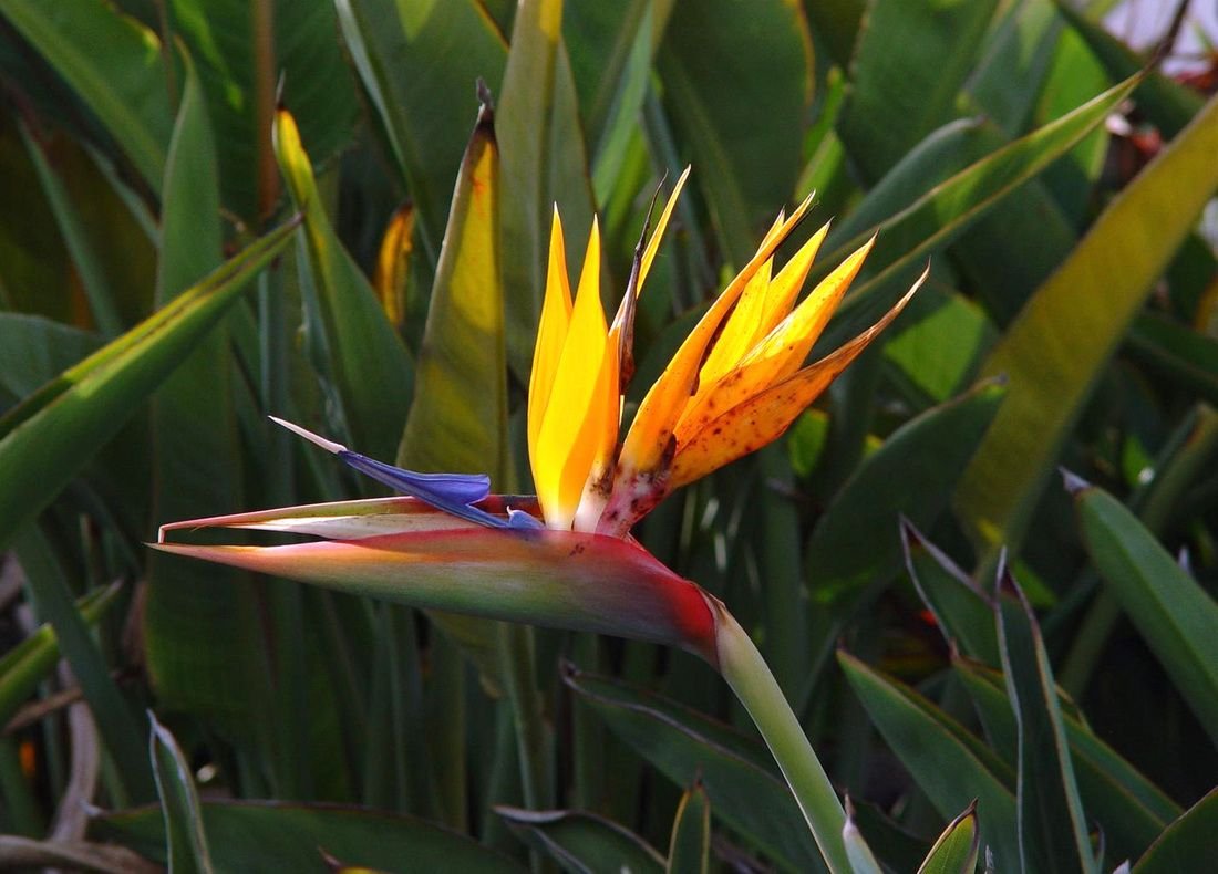Bird of Paradise Botanical Painting HD Desktop Wallpaper 