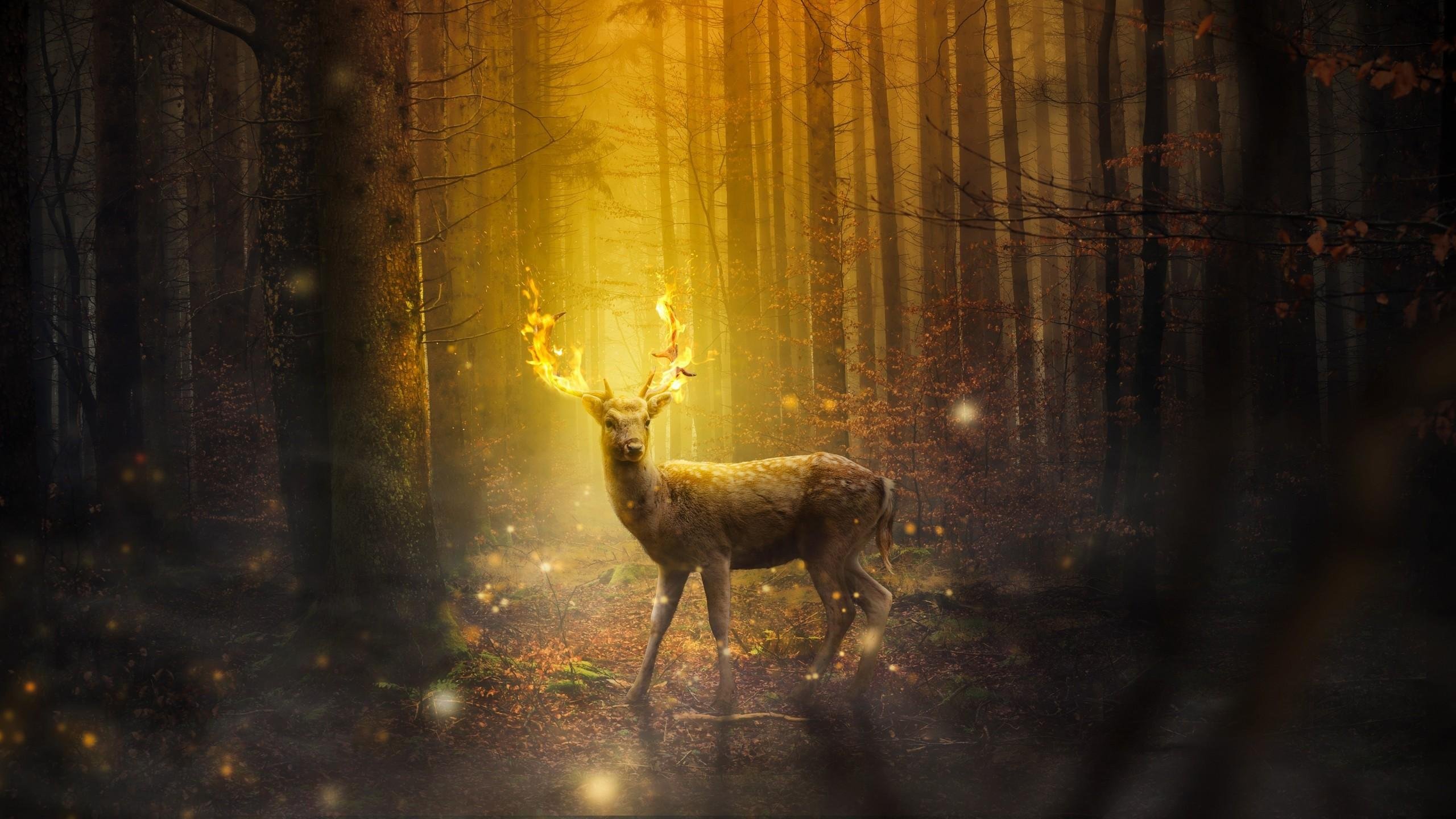 Fantasy Deer Cool Best HD Wallpaper 