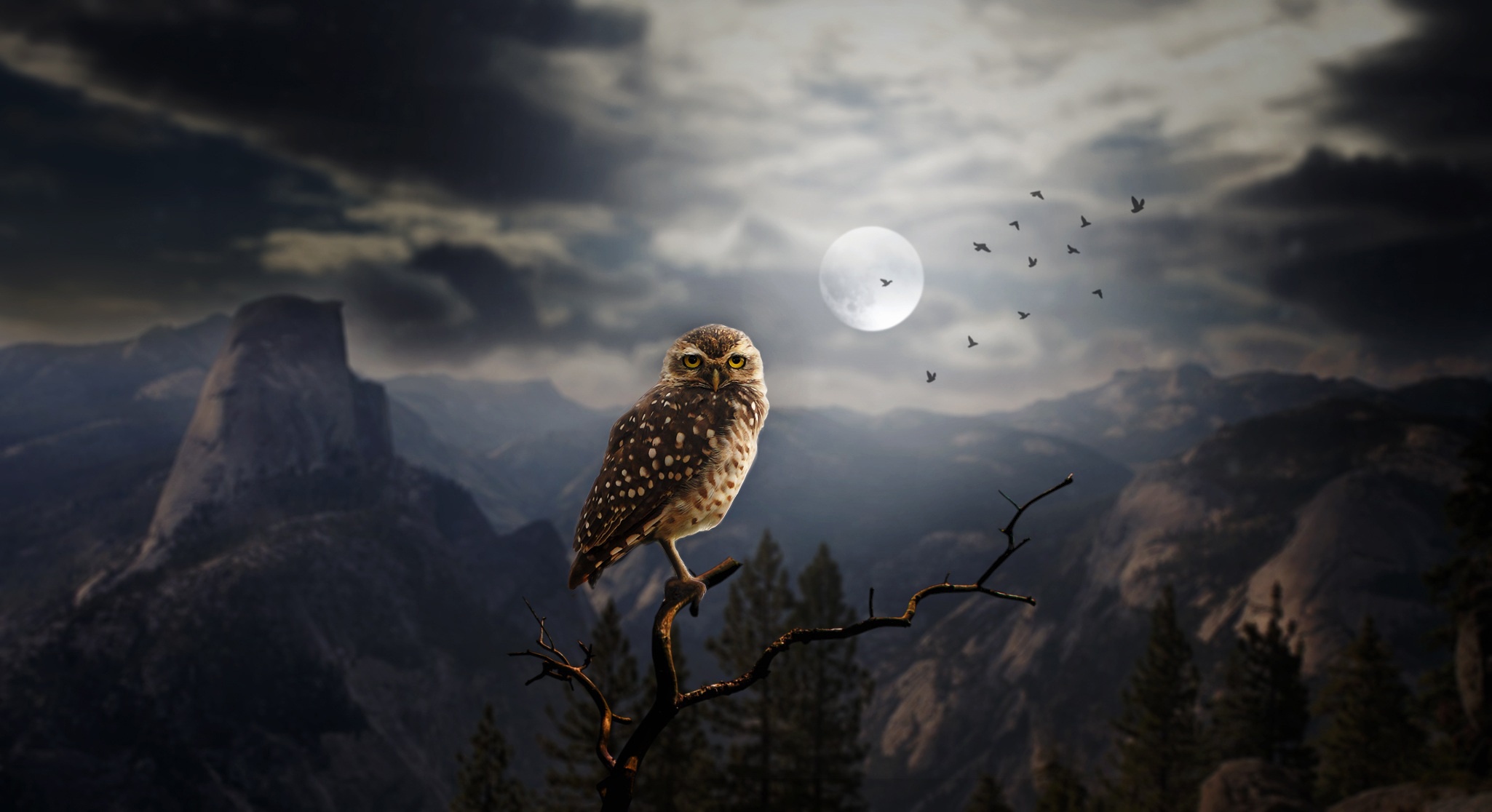 Fantasy Owl Dark High Definition Wallpaper 