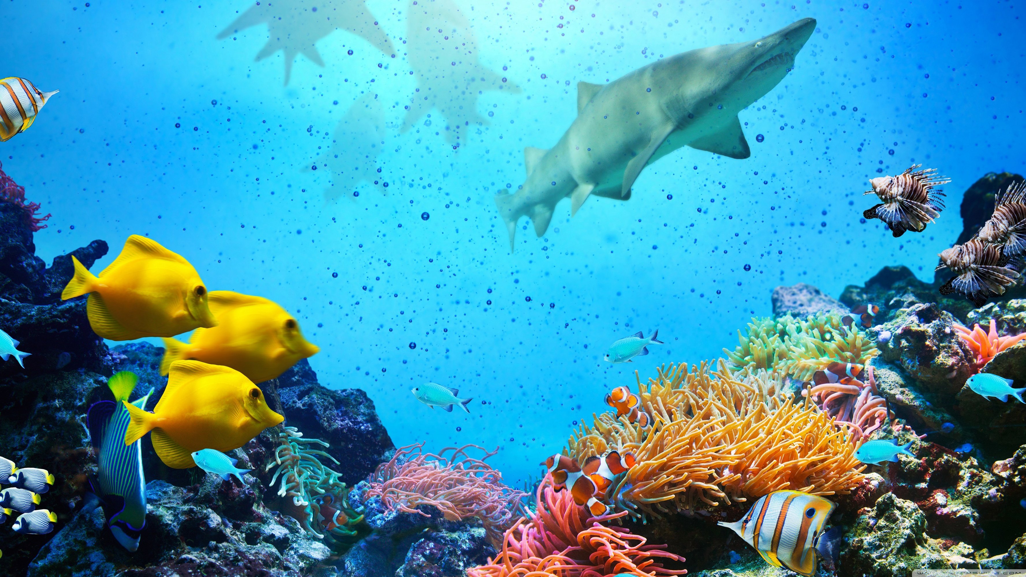 Great Barrier Reef Aquatic Life Best Wallpaper 