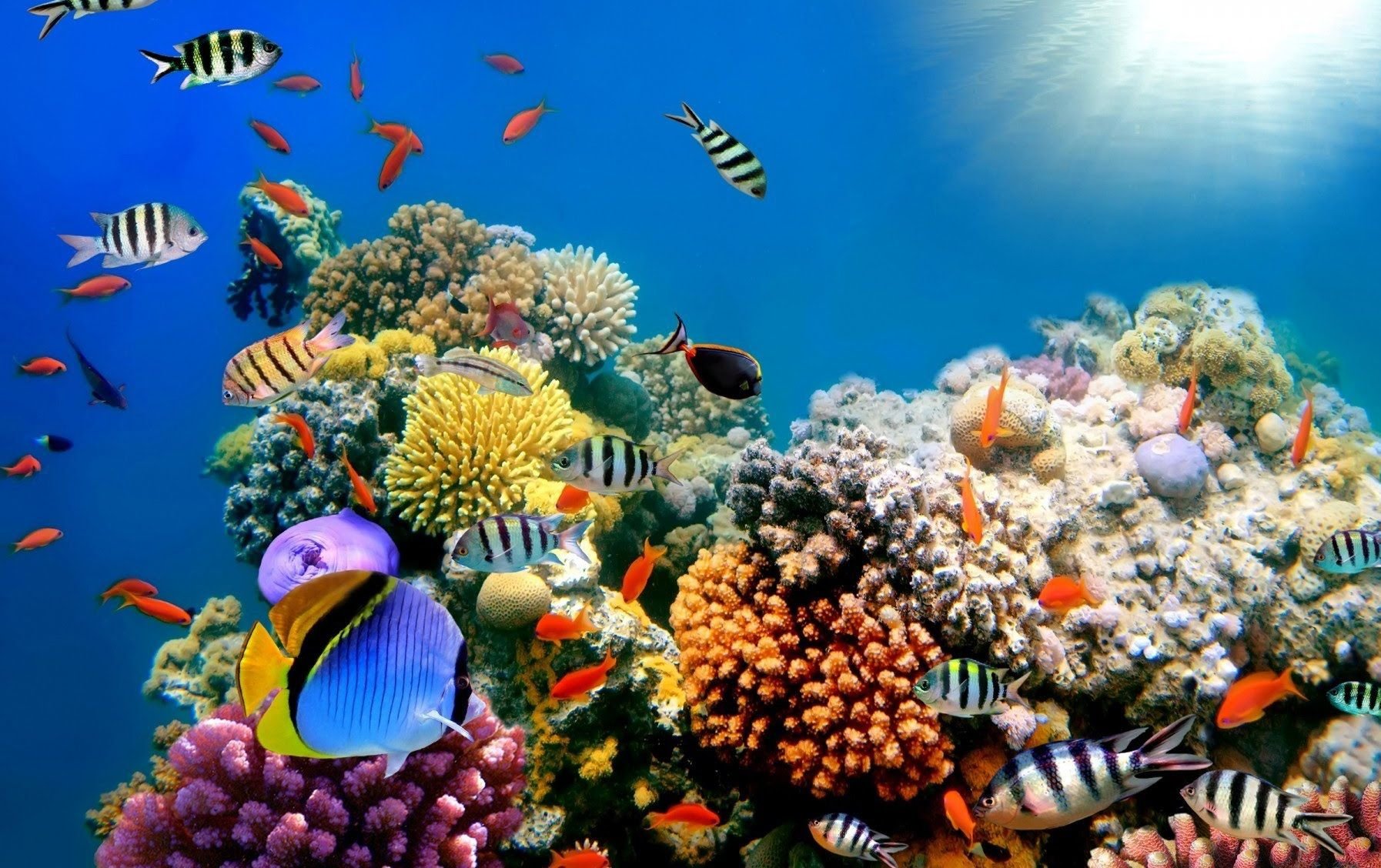 Great Barrier Reef Aquatic Life Widescreen Wallpapers 
