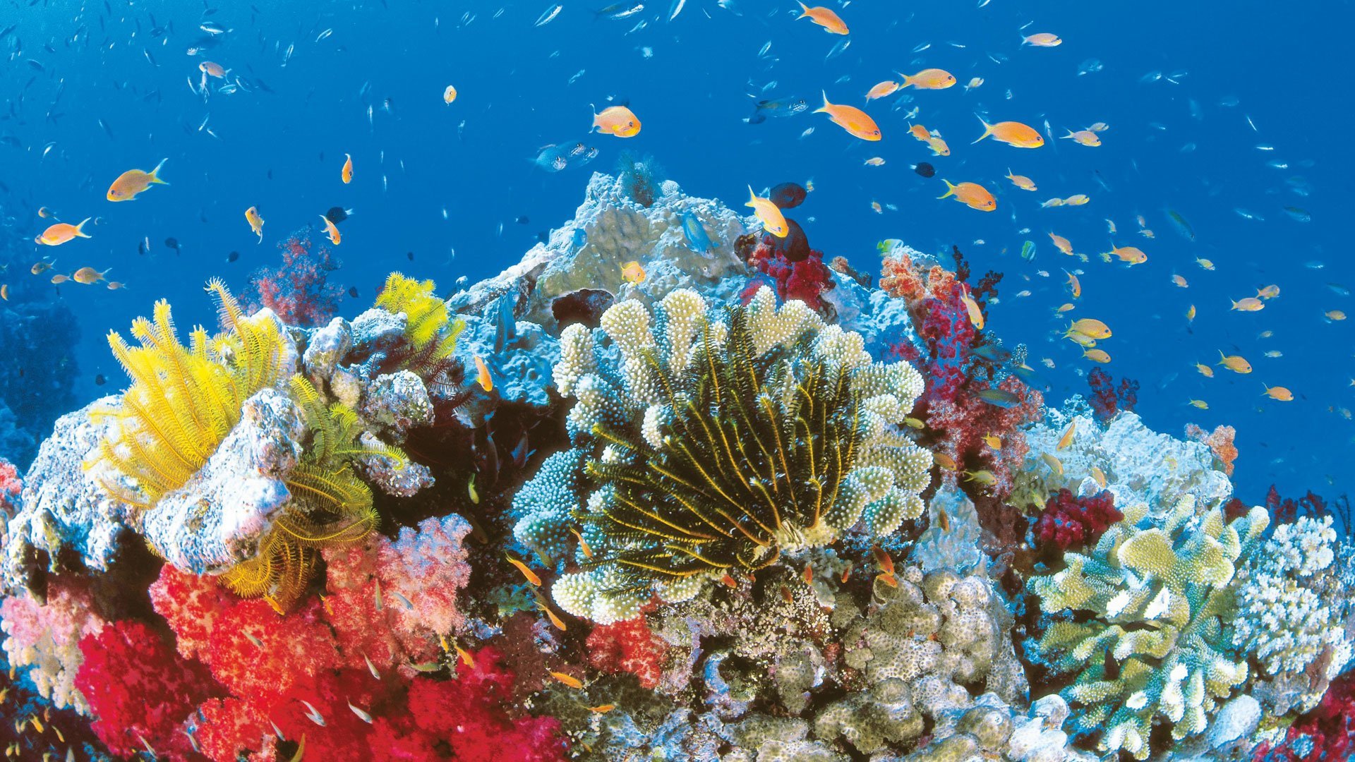 Great Barrier Reef Wallpaper HD 