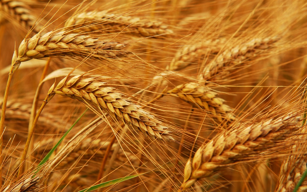 Wheat Photography Desktop Wallpaper 