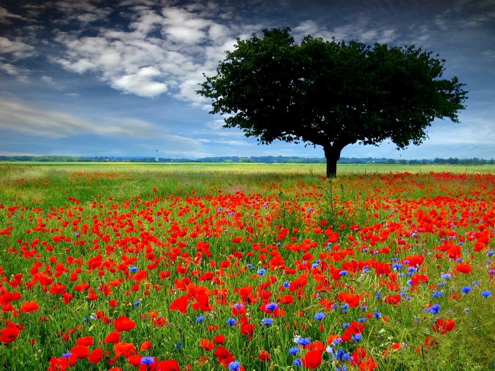 Anzac Day Nature Background Wallpaper 