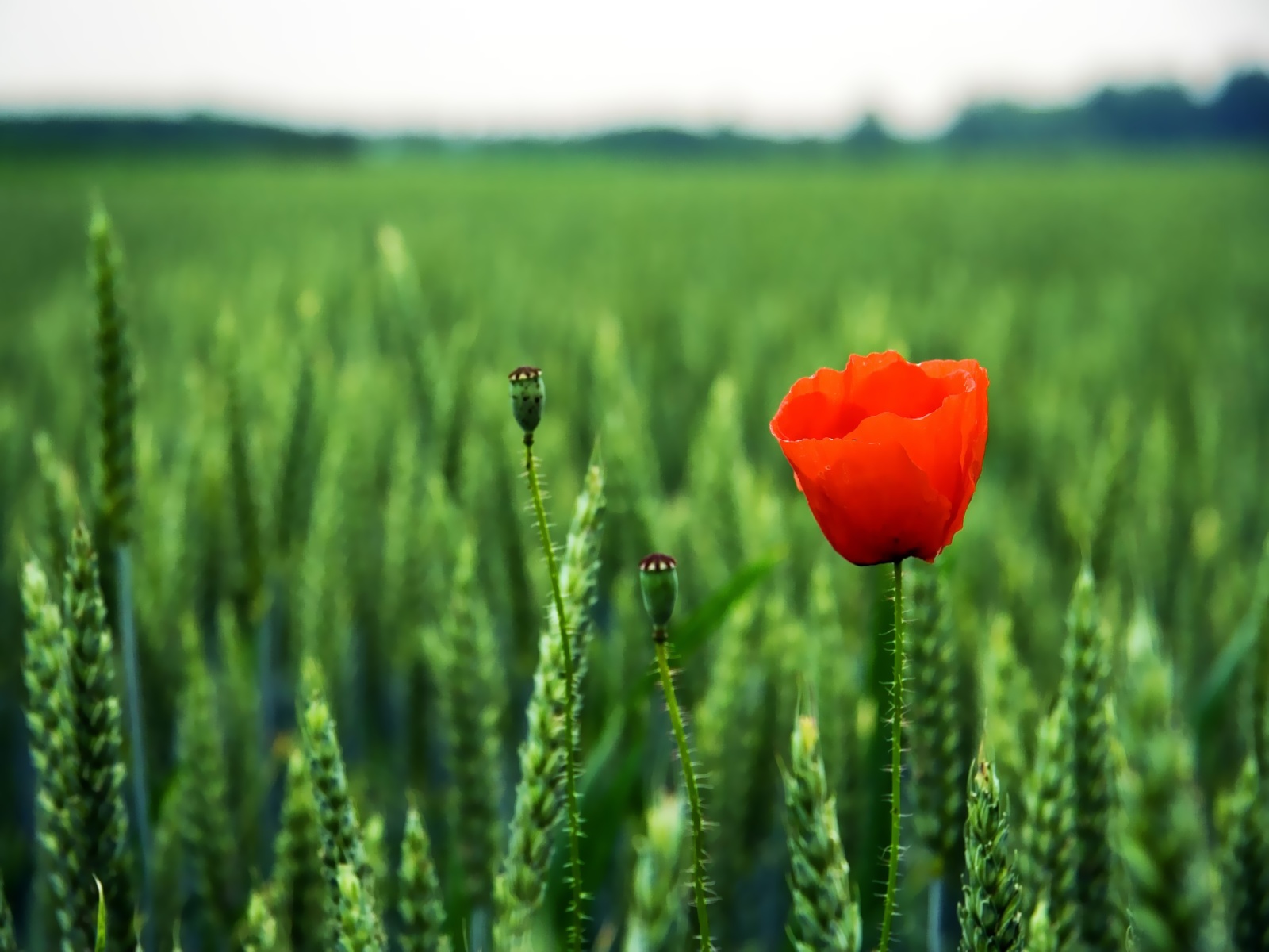 Anzac Day Nature Widescreen Wallpapers 