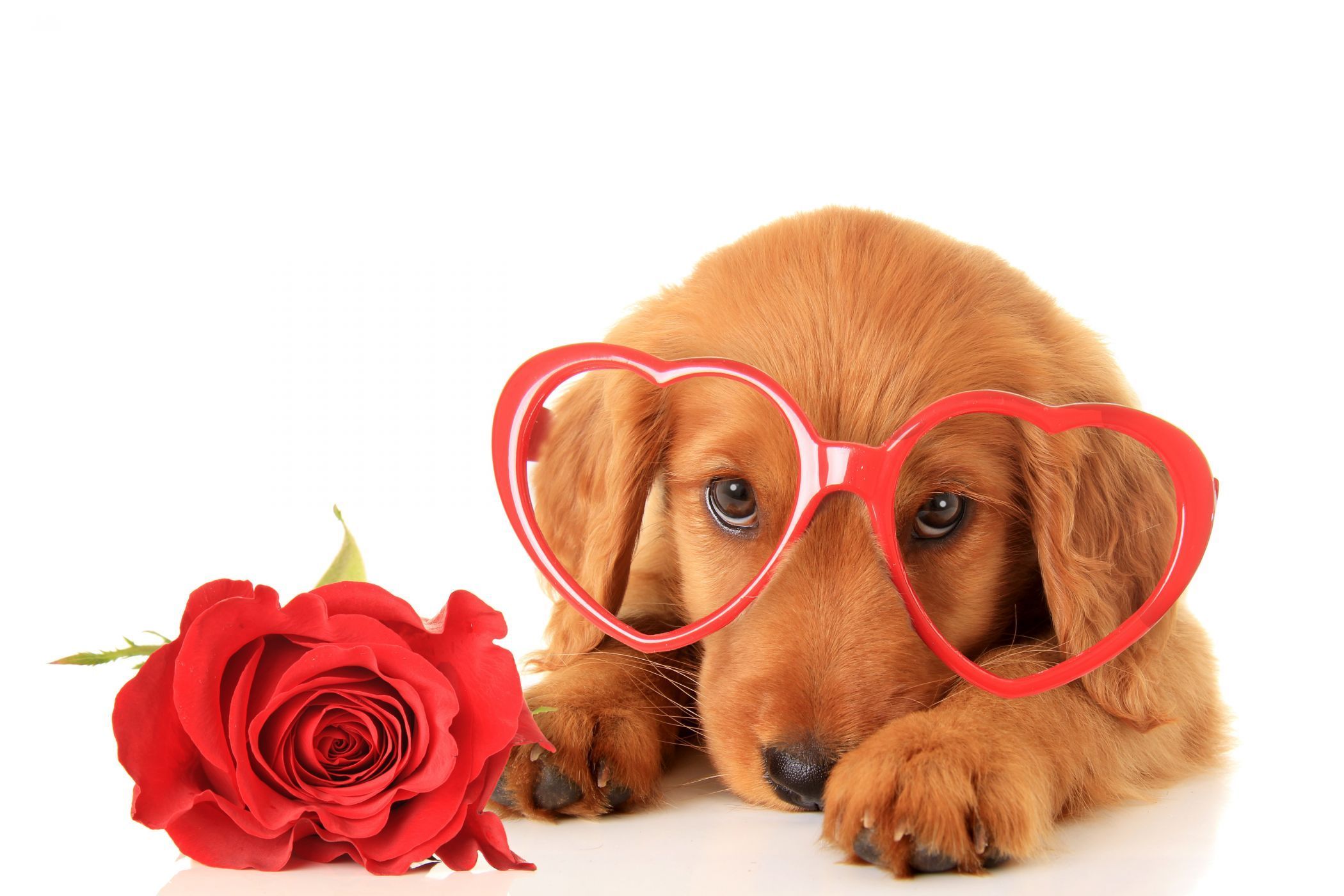 Puppy Valentines Day HD Background Wallpaper 