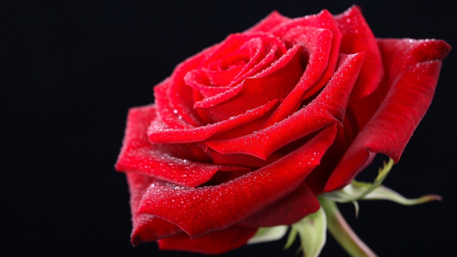 Rose Valentines Day High Definition Wallpaper 