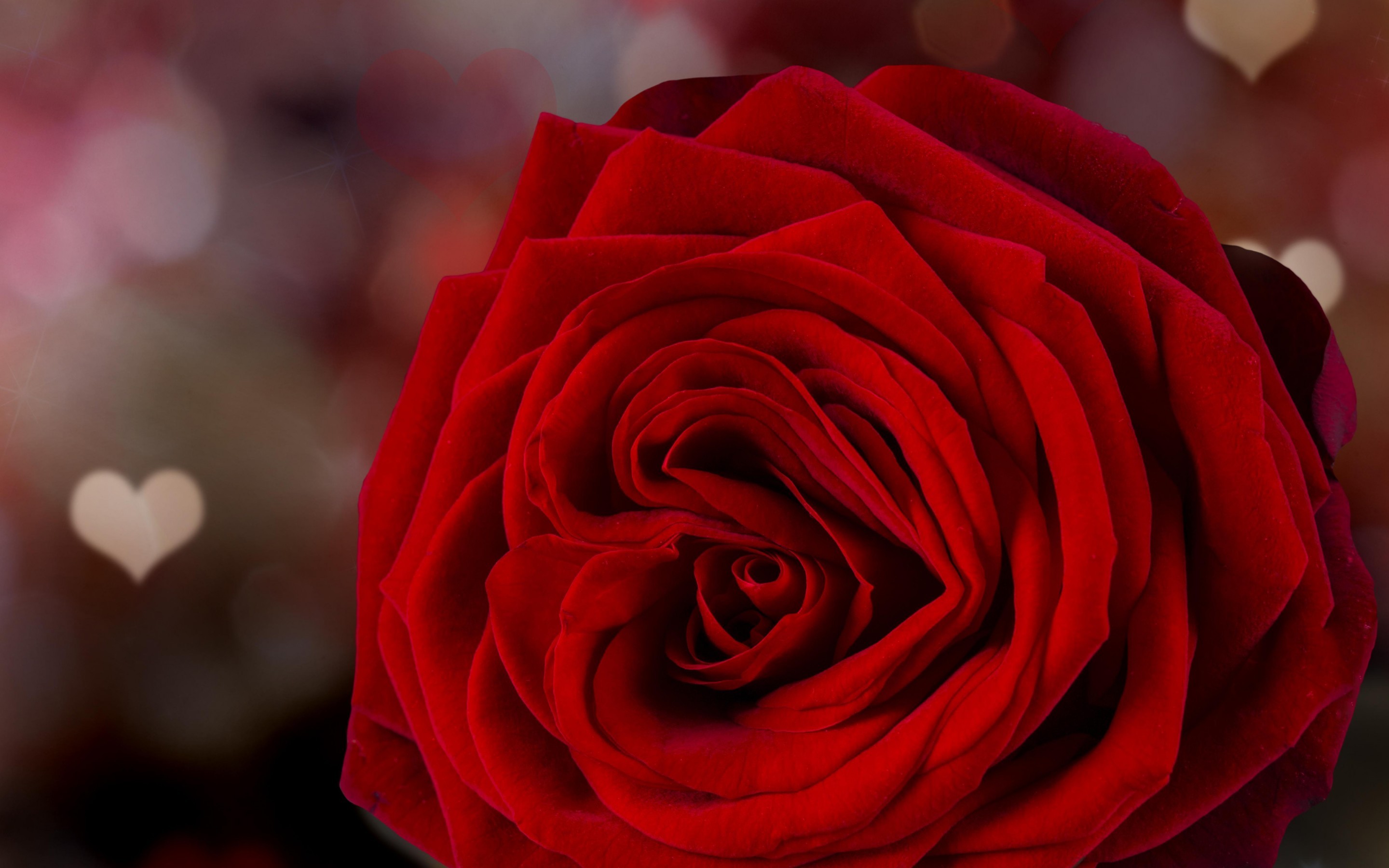 Rose Valentines Day Romantic Best Wallpaper 