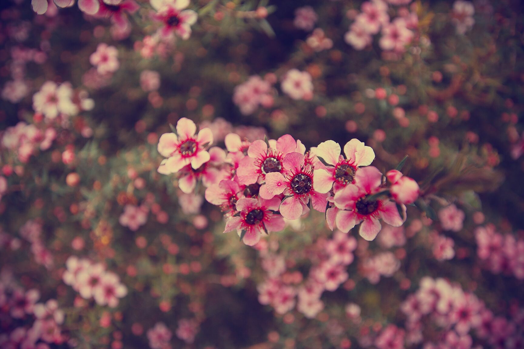 Aesthetic Spring HD Background Wallpaper 