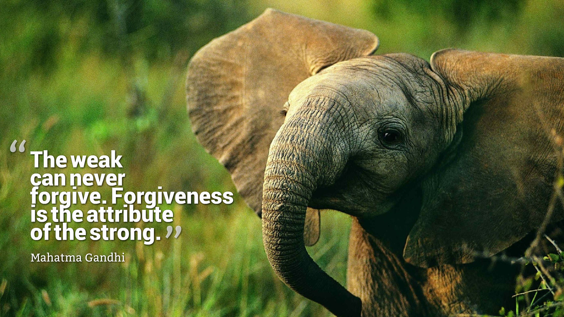 Forgiveness Quotes HD Wallpapers 