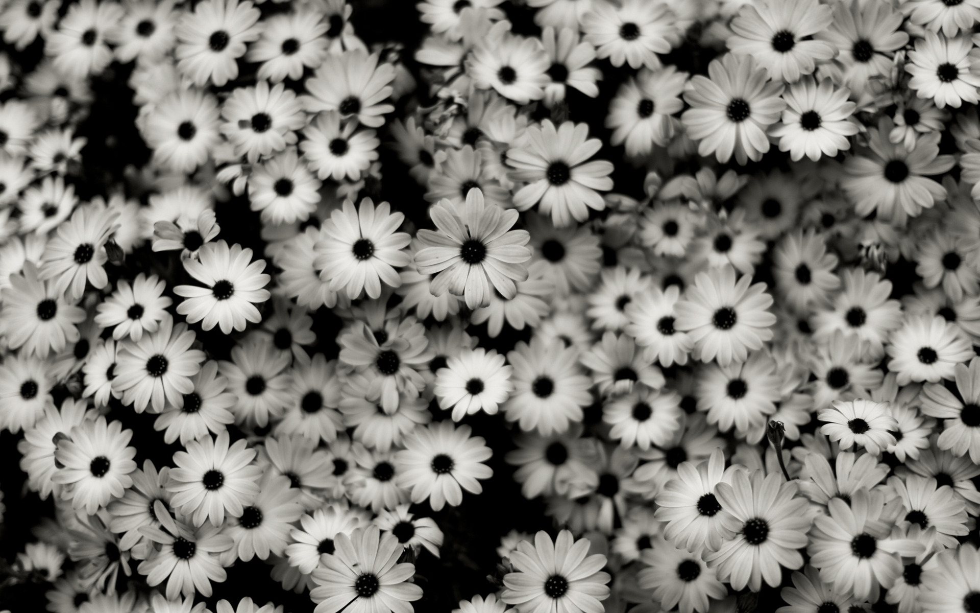 Black And White Background High Definition Wallpaper 