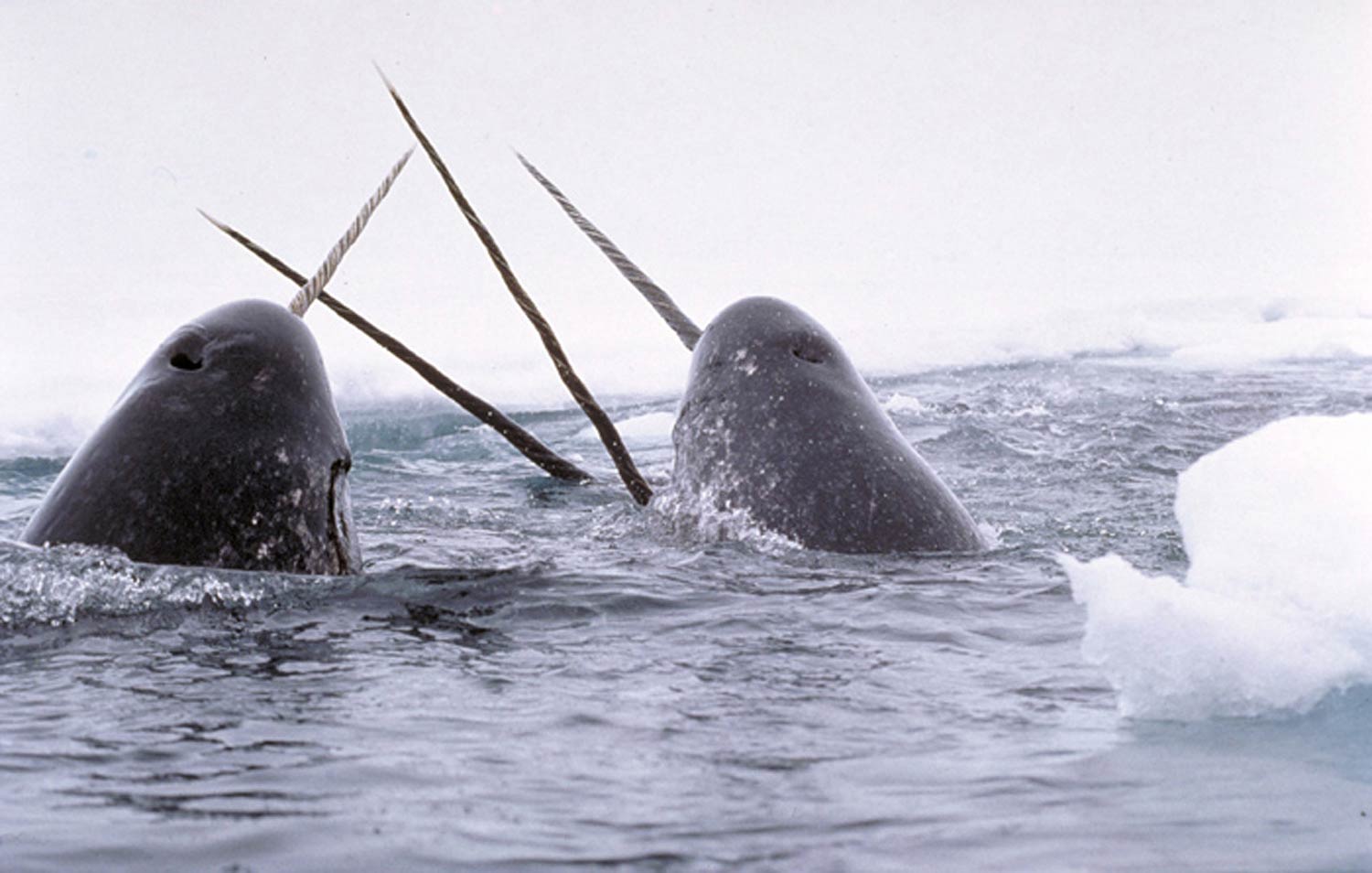 Narwhal HD Wallpapers 
