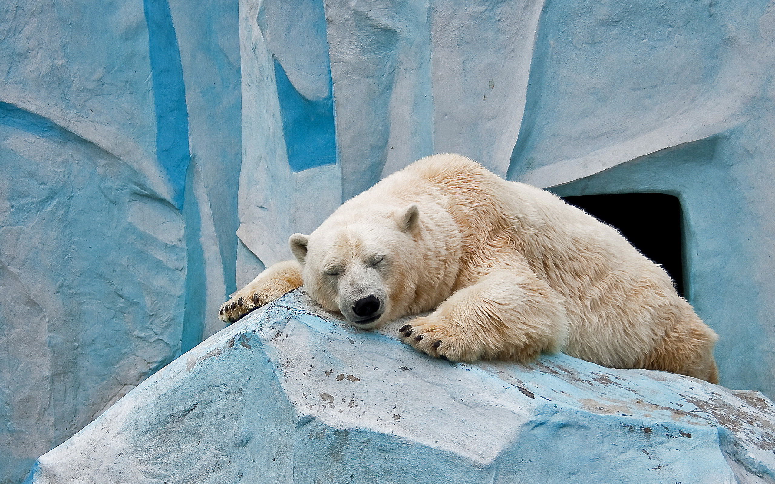 Polar Bear Wallpaper HD 