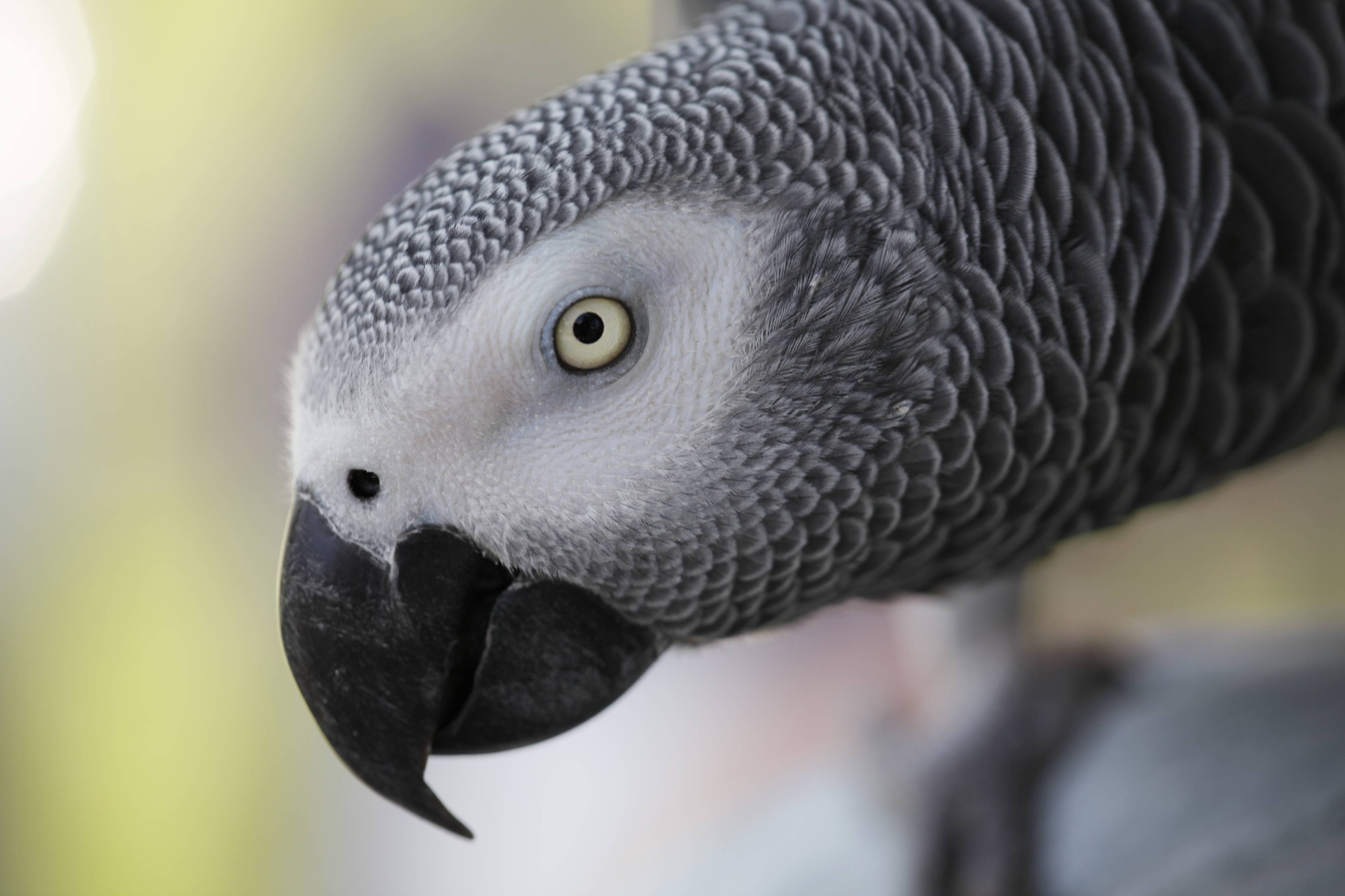 African Grey Parrot Background Wallpaper 