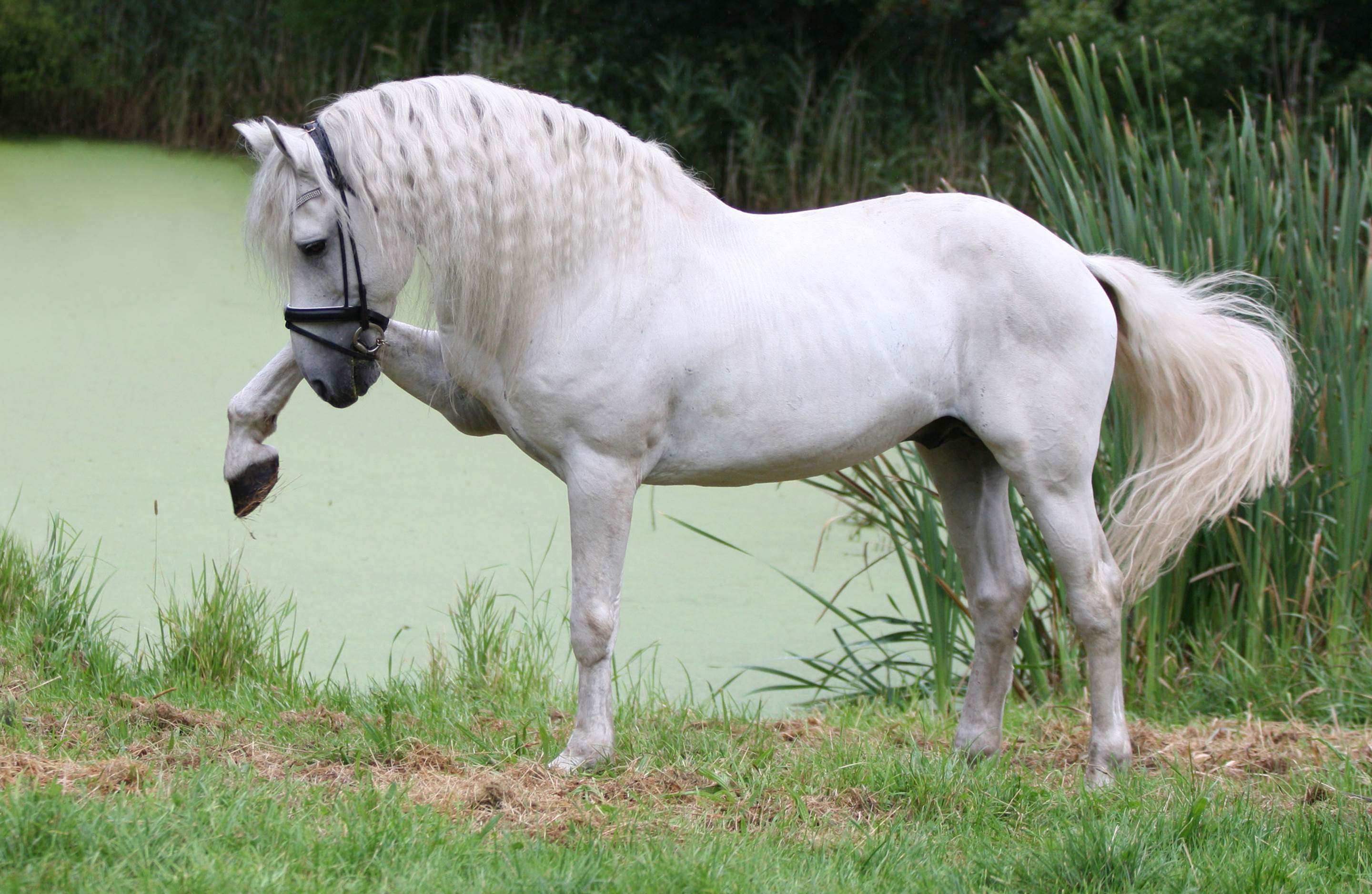 Andalusian Horse HD Desktop Wallpaper 