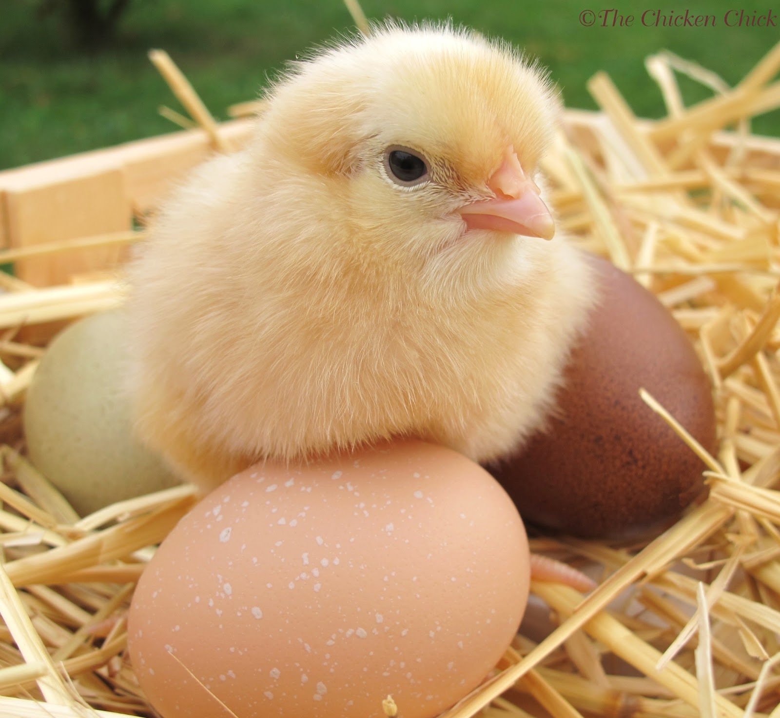 Baby Chicks HD Wallpapers 