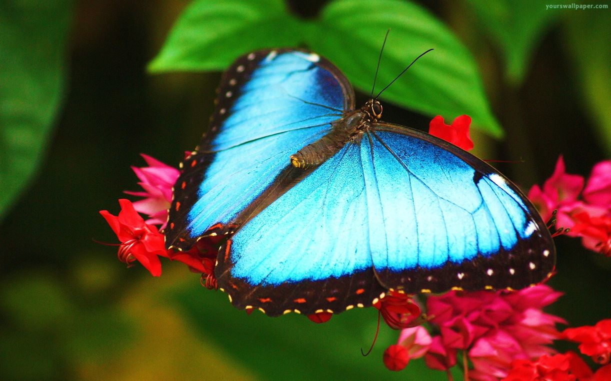 Blue Clipper Butterfly Background Wallpaper 