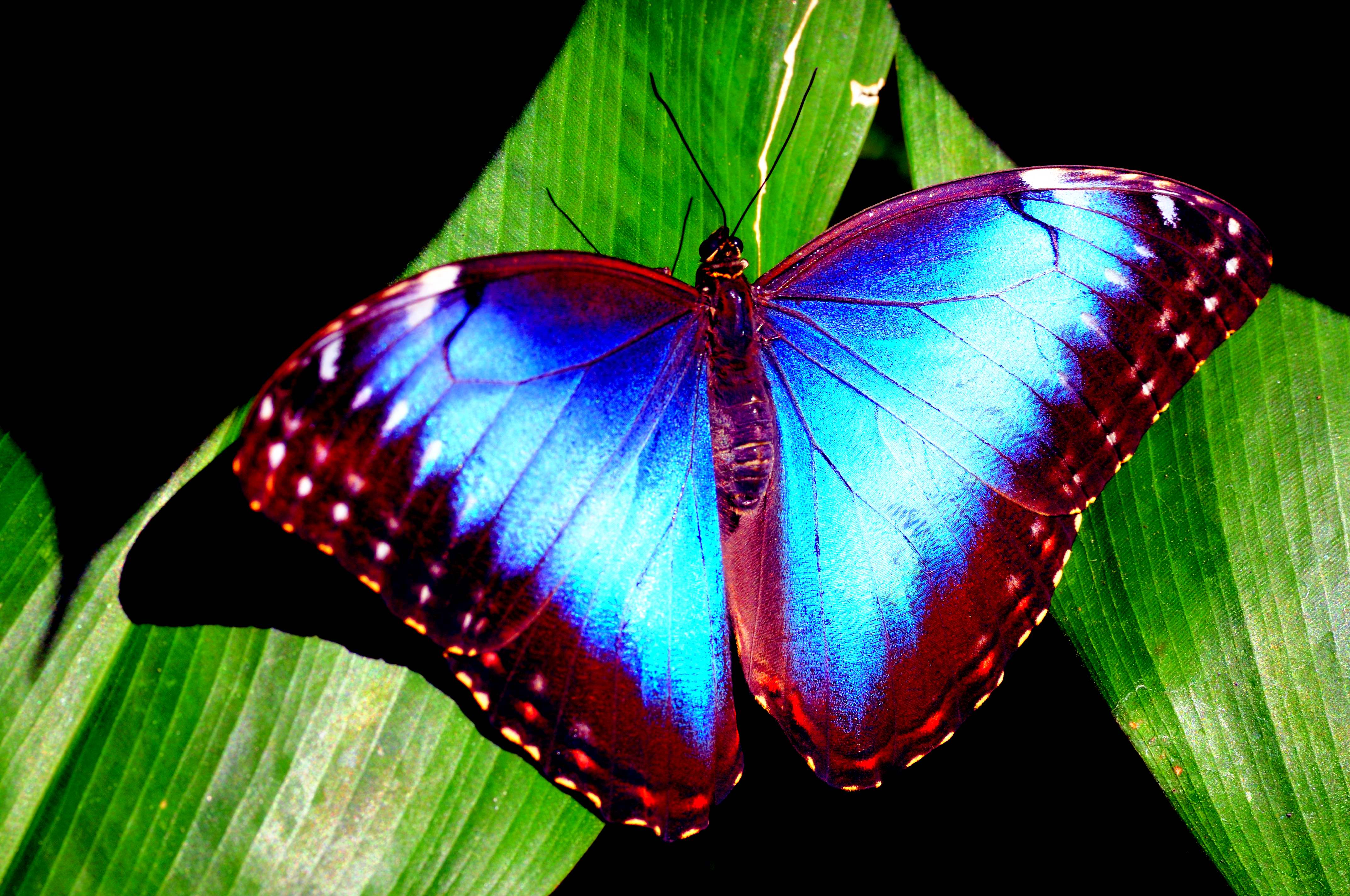 Blue Morpho Butterfly Vlone Pfp