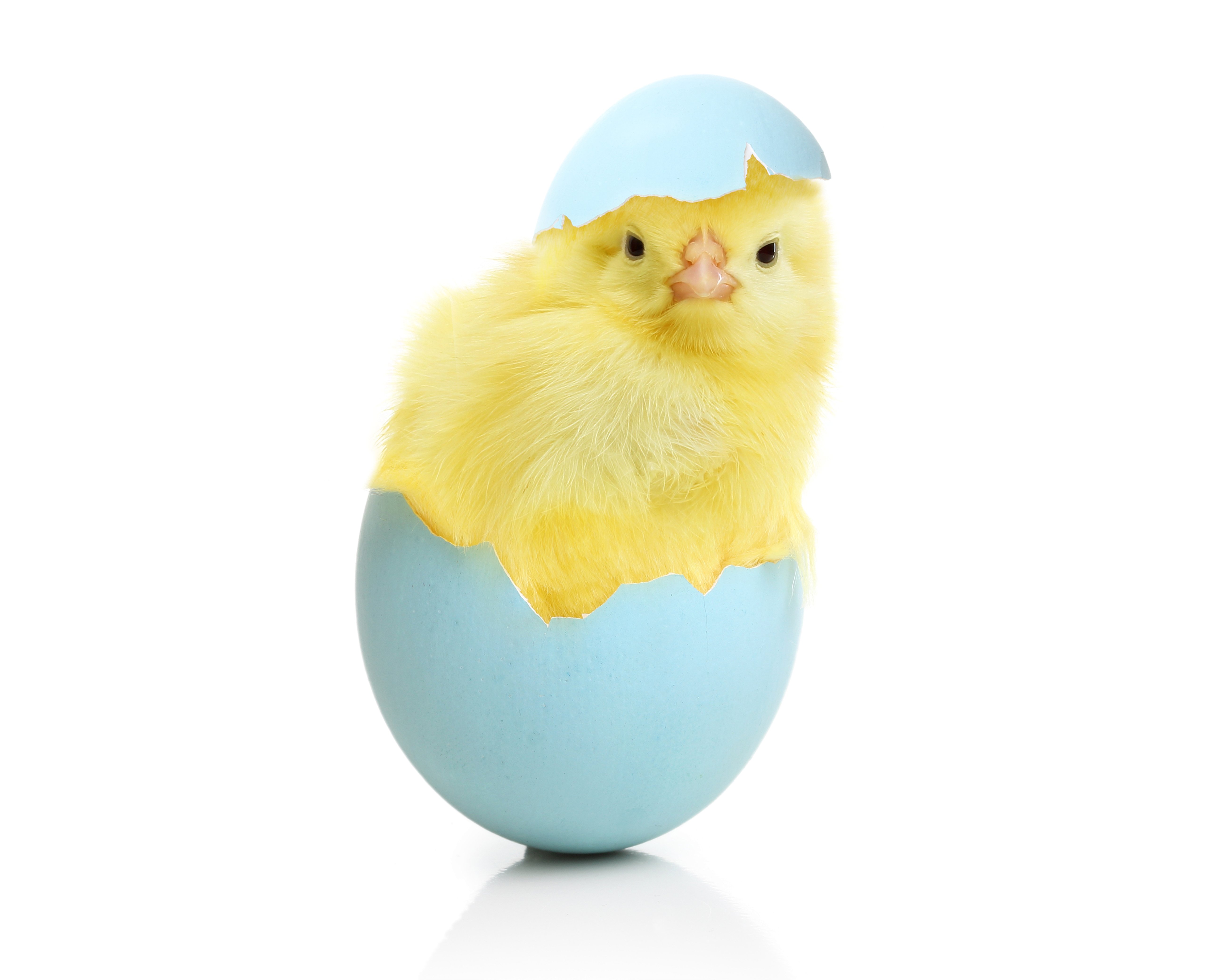 Animal яйцо. Яйцо цыпленок. Пасхальный цыпленок. Пасхальный птенчик. Птенец в яйце.
