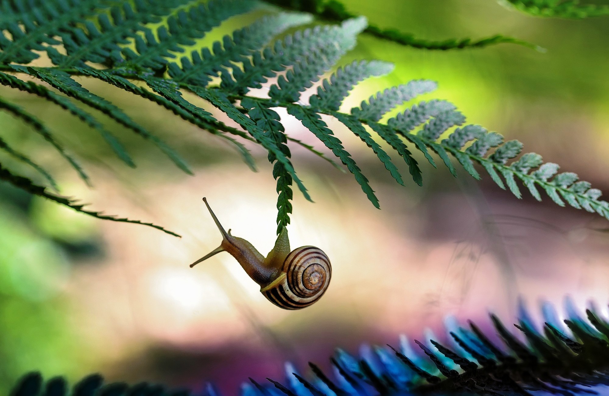 Cute Snail Wallpaper 