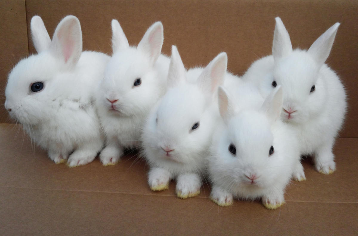 Cute White Baby Rabbit Best Wallpaper 