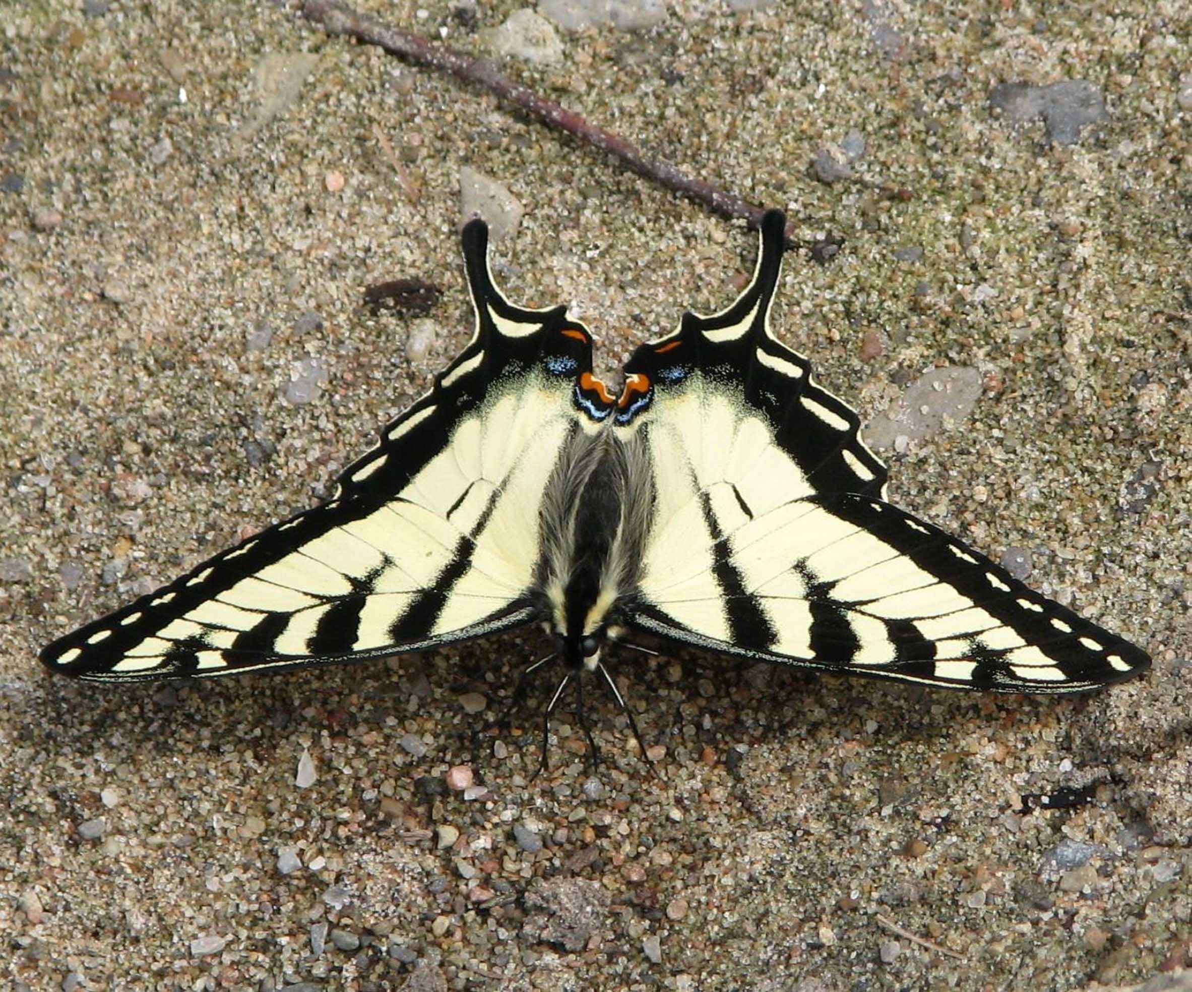 Eastern Tiger Swallowtail HD Desktop Wallpaper 