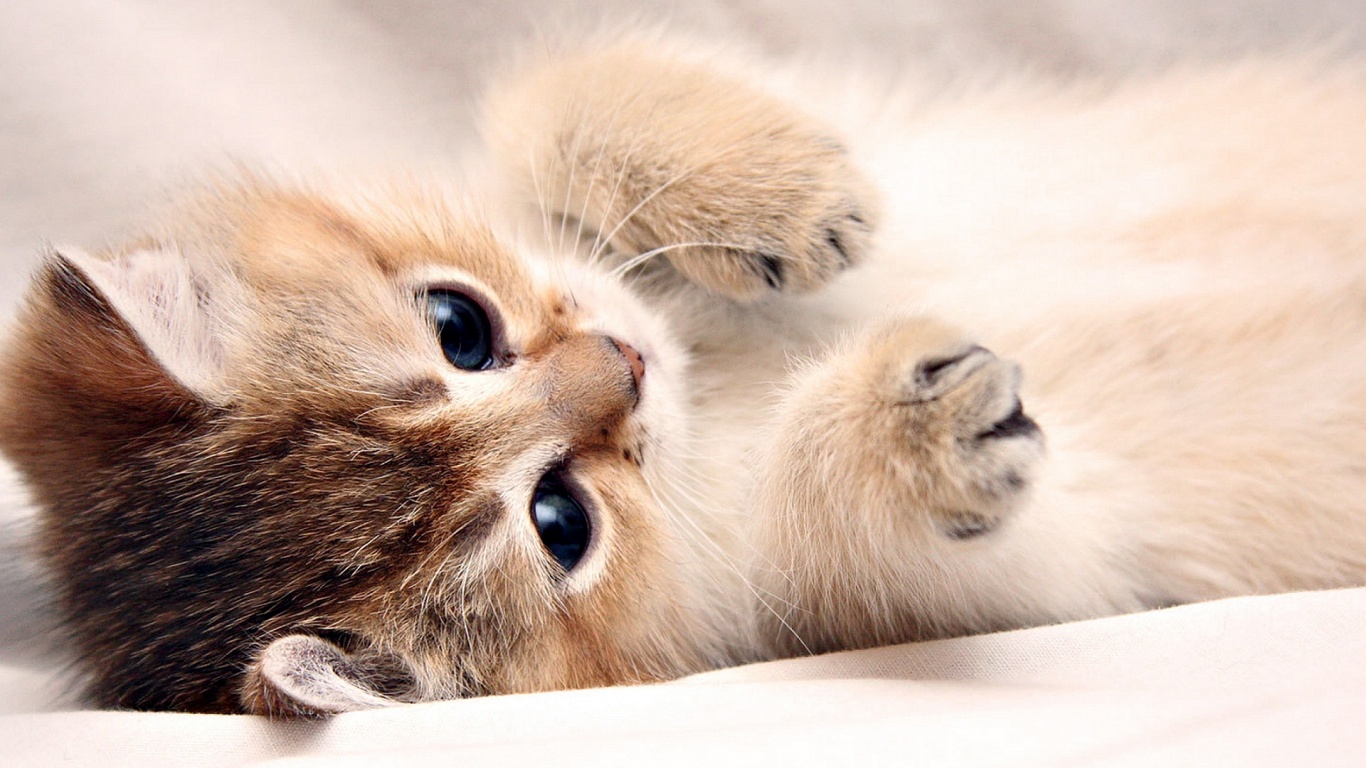 Fluffy Kitten Desktop Wallpaper 