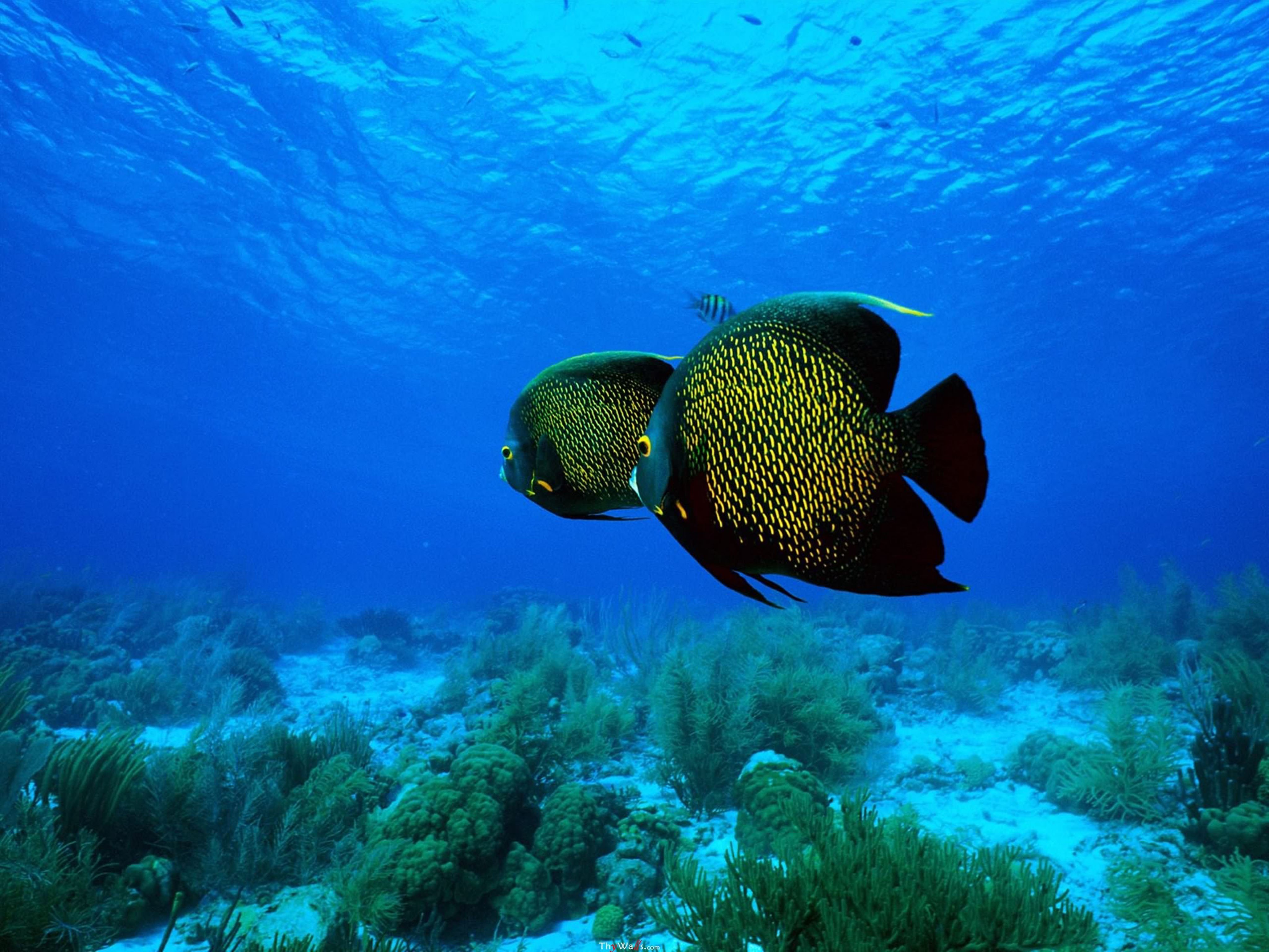 Известные рыбы в воде. Подводный мир. Рыбы в океане. Подводный мир океана. Подводные животные.