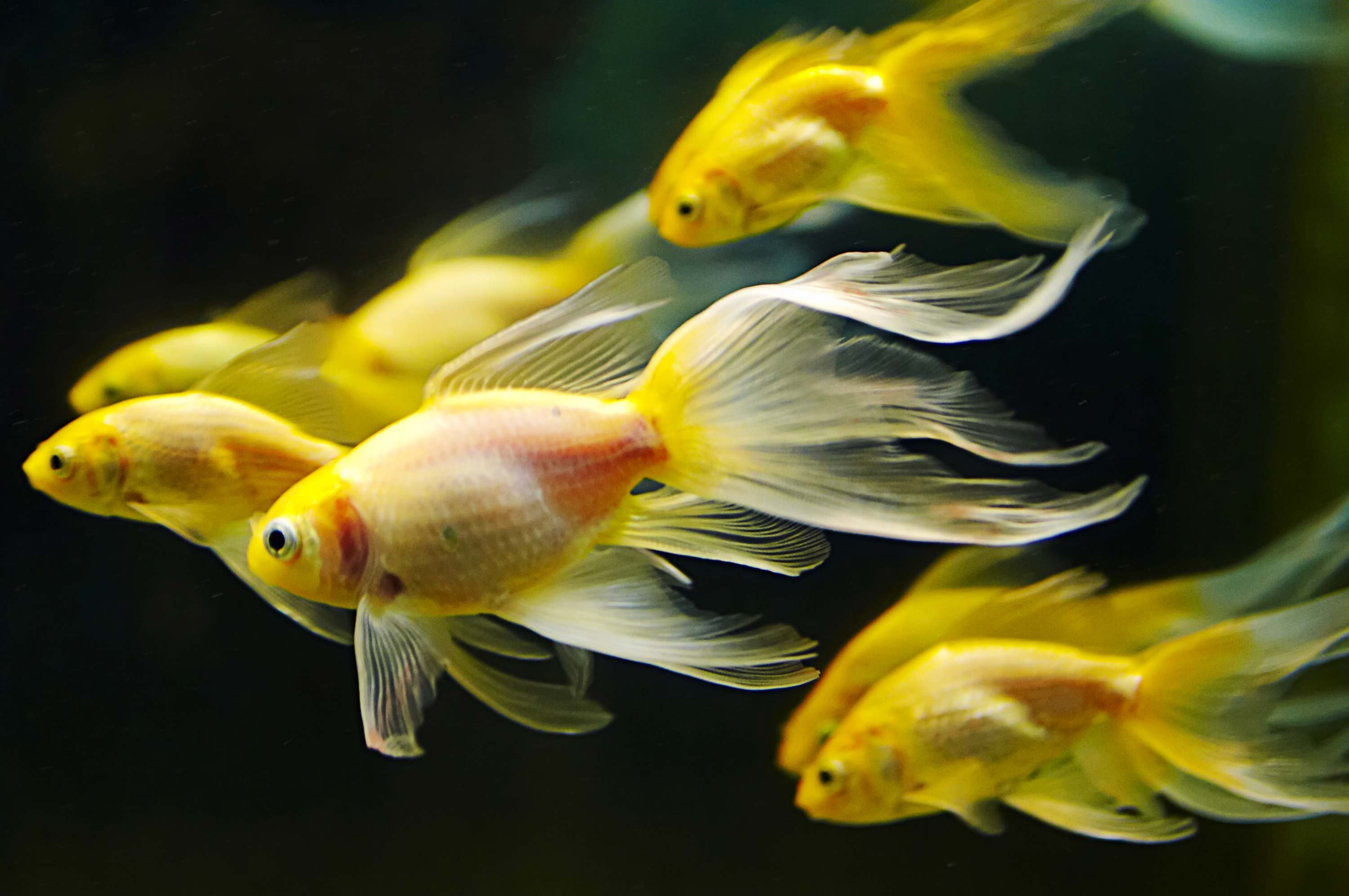 Gold Fish Desktop Wallpaper 