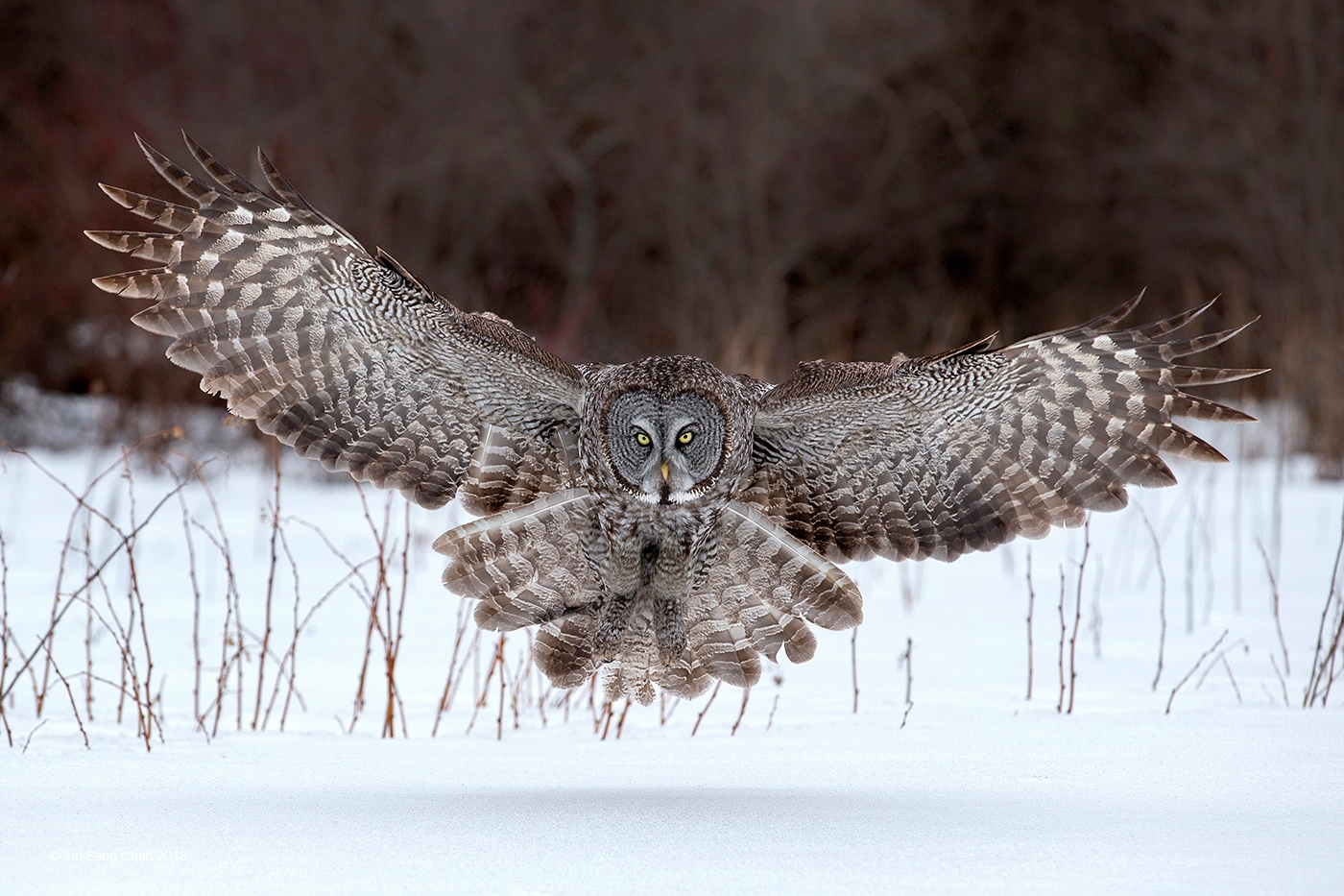 Great Horned Owl HQ Background Wallpaper 