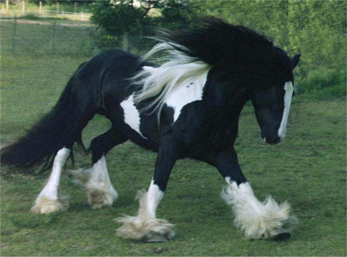 Gypsy Vanner Horse Desktop Wallpaper 