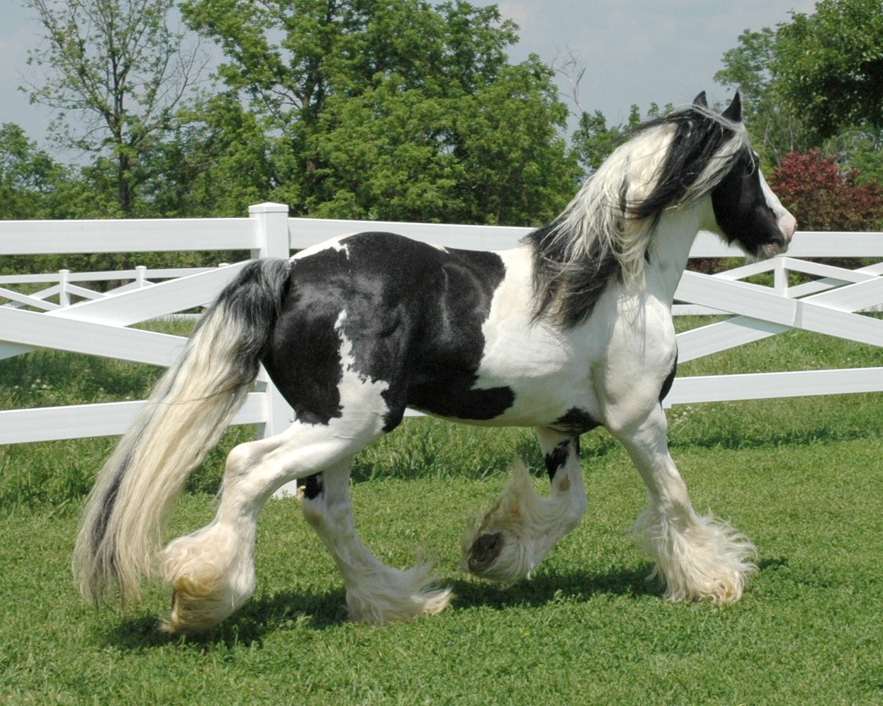 Gypsy Vanner Horse HD Desktop Wallpaper 
