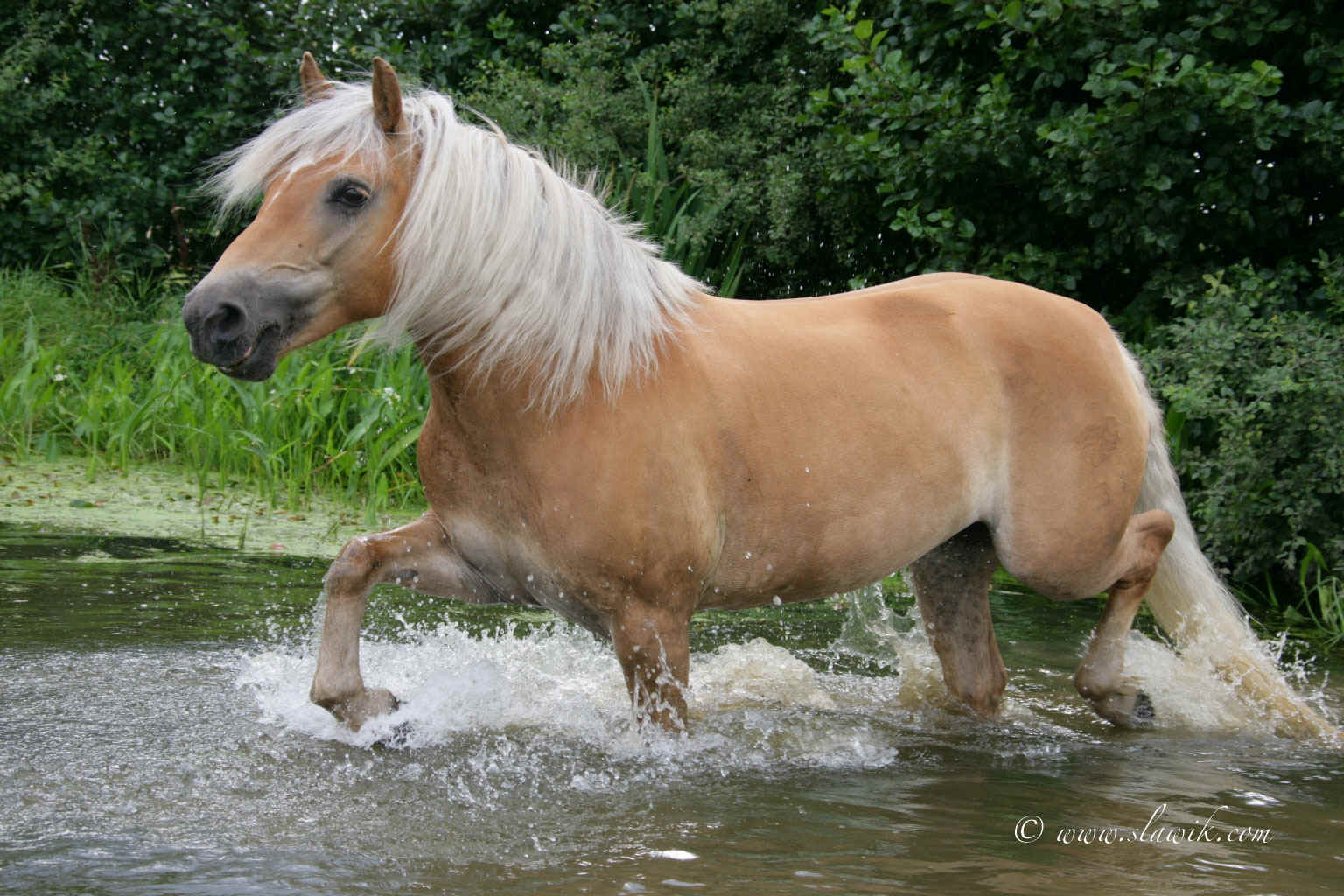 Haflinger Horse HD Desktop Wallpaper 