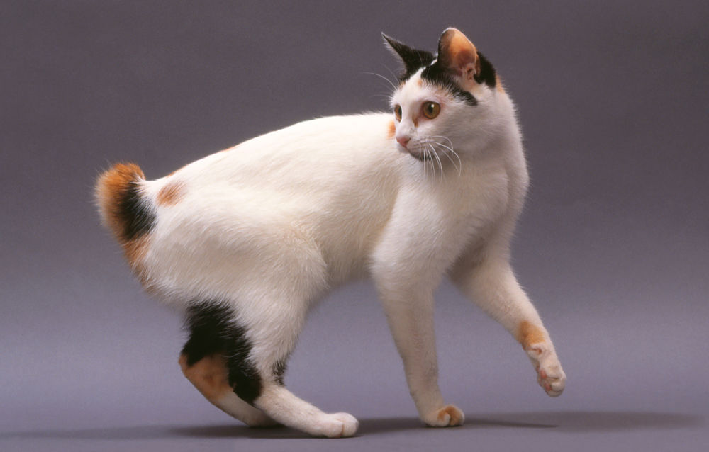 Japanese Bobtail Cat HD Desktop Wallpaper 
