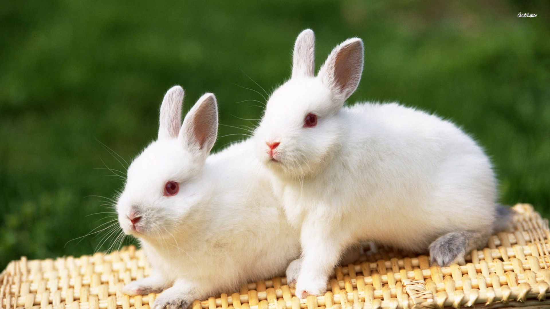 Rabbit Couple Stock Photos and Images - 123RF