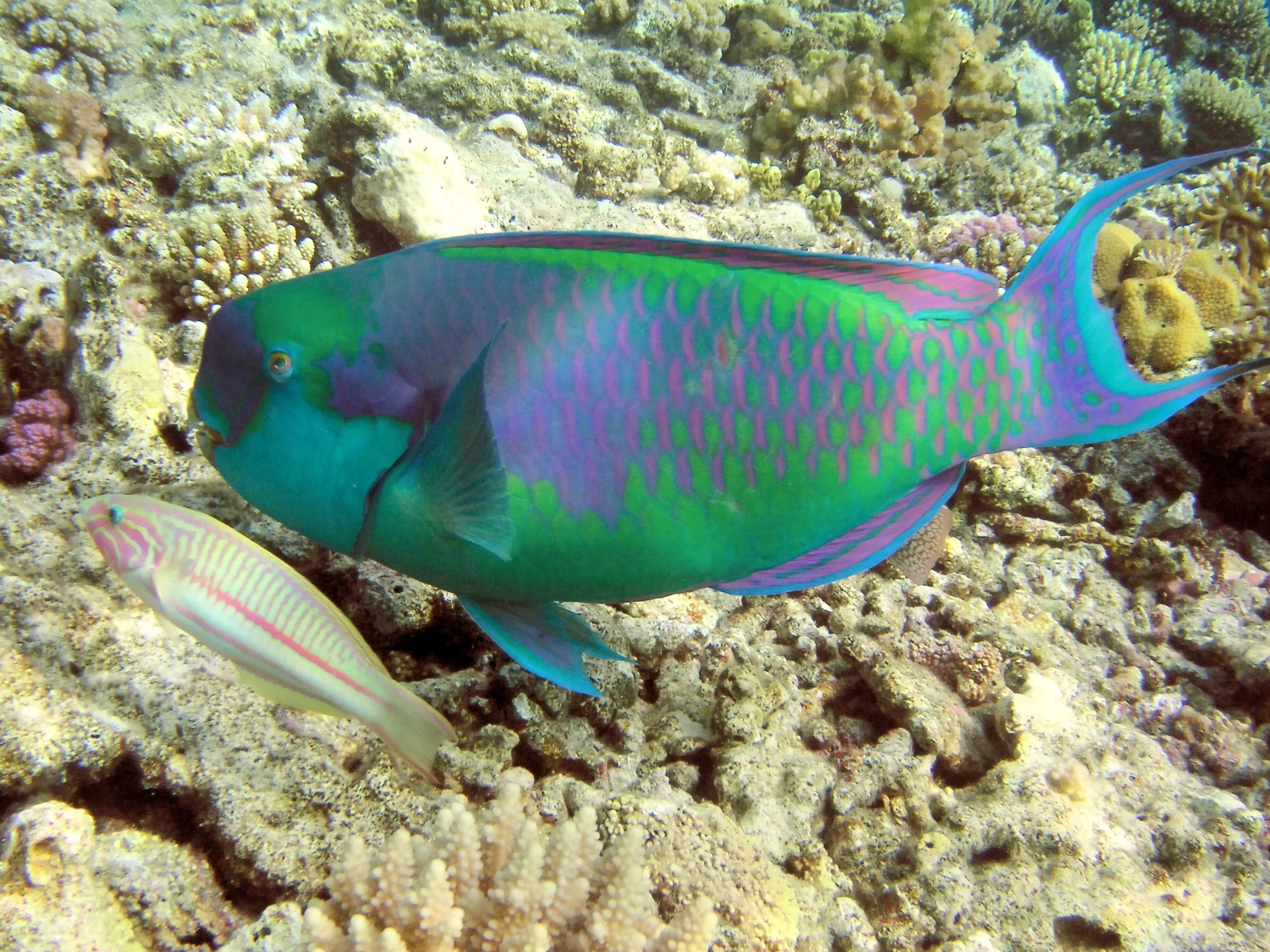 Rainbow Parrot Fish Wallpaper 