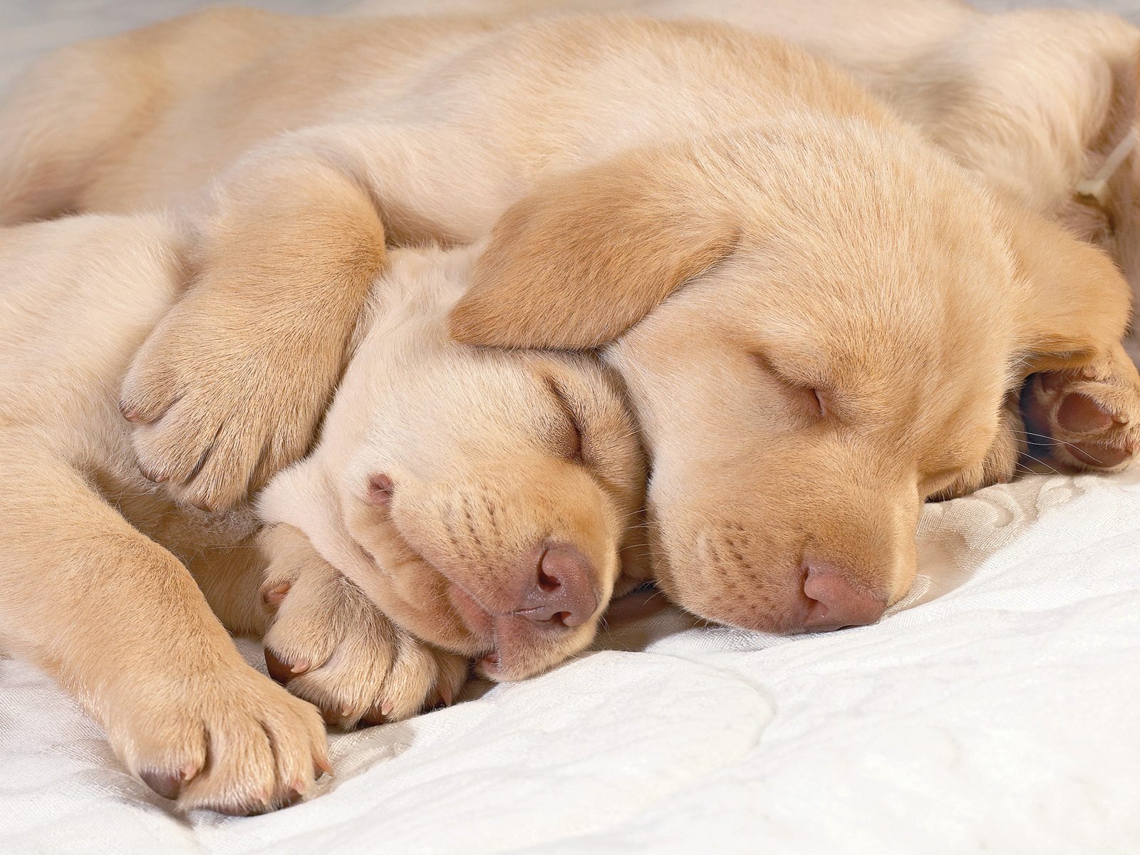 Sleeping Puppies HQ Desktop Wallpaper 