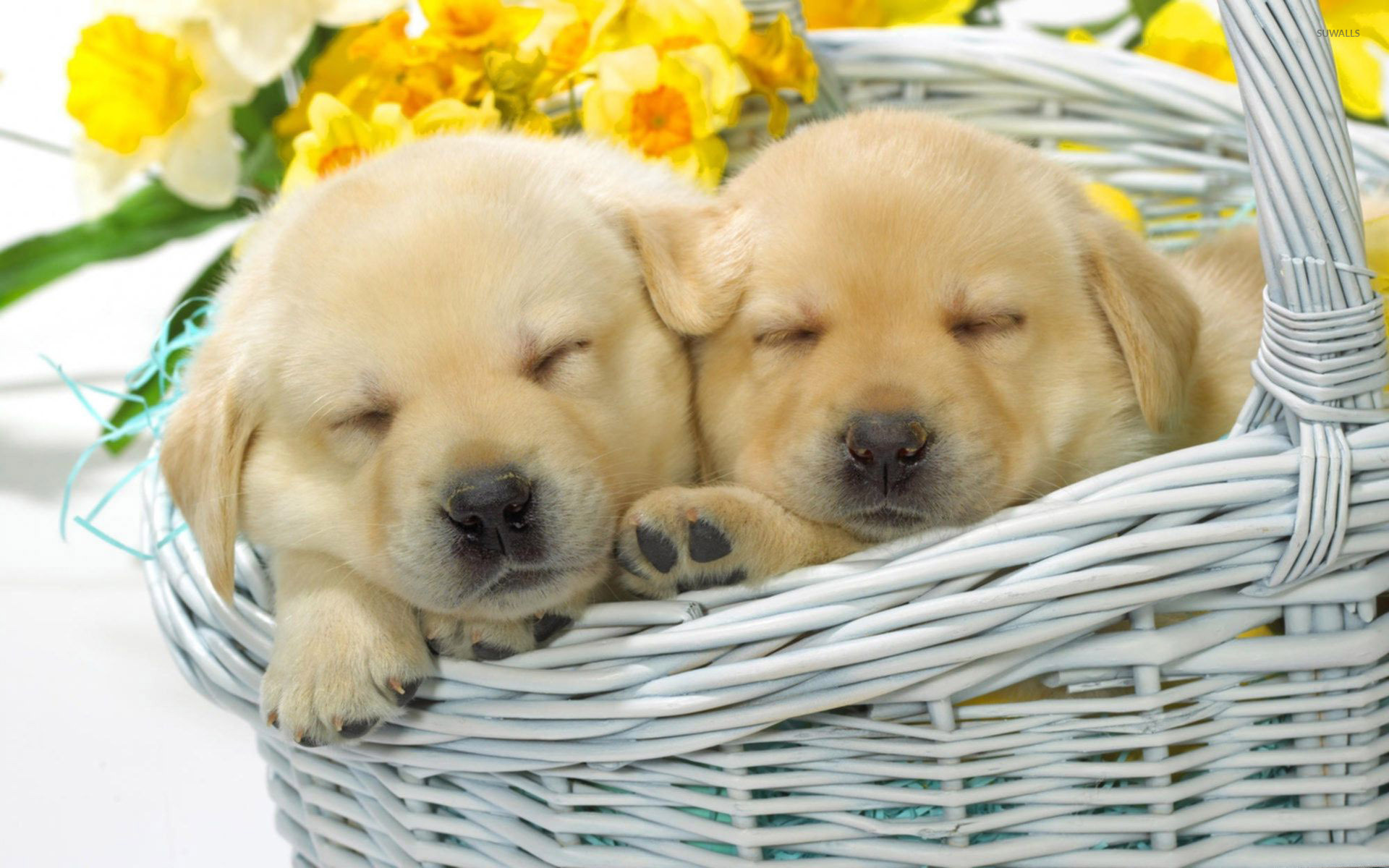 Sleeping Puppies Widescreen Wallpapers 