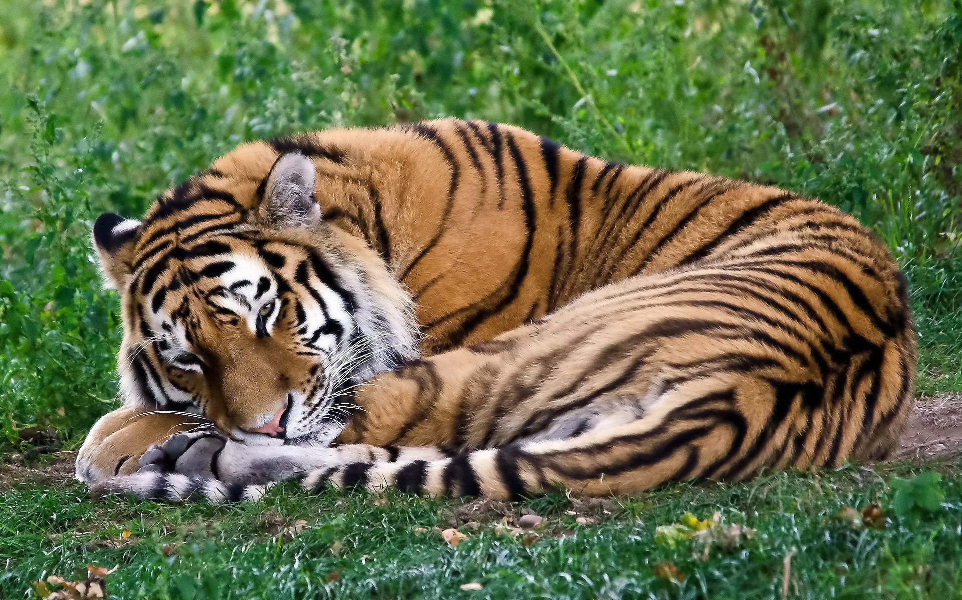 Sleeping Tiger Wallpaper HD 