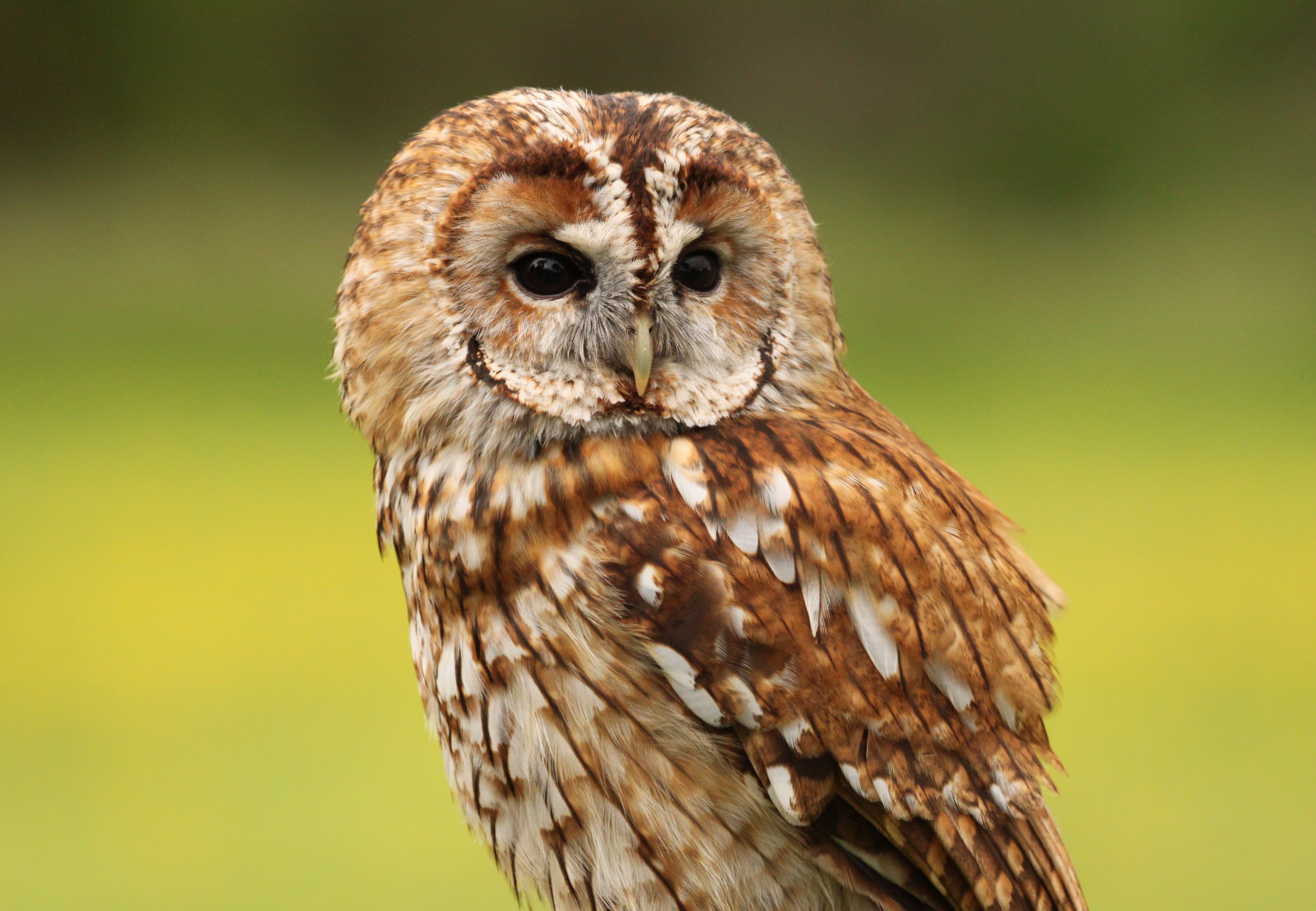 Tawny Owl HQ Desktop Wallpaper 