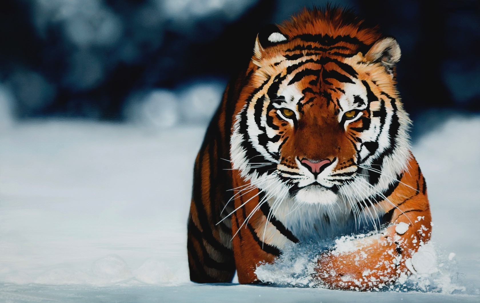 Tiger Eyes Background Wallpapers 
