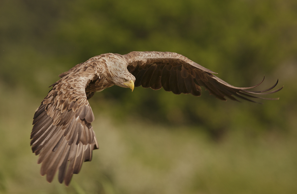 White Tailed Eagle HD Wallpaper 