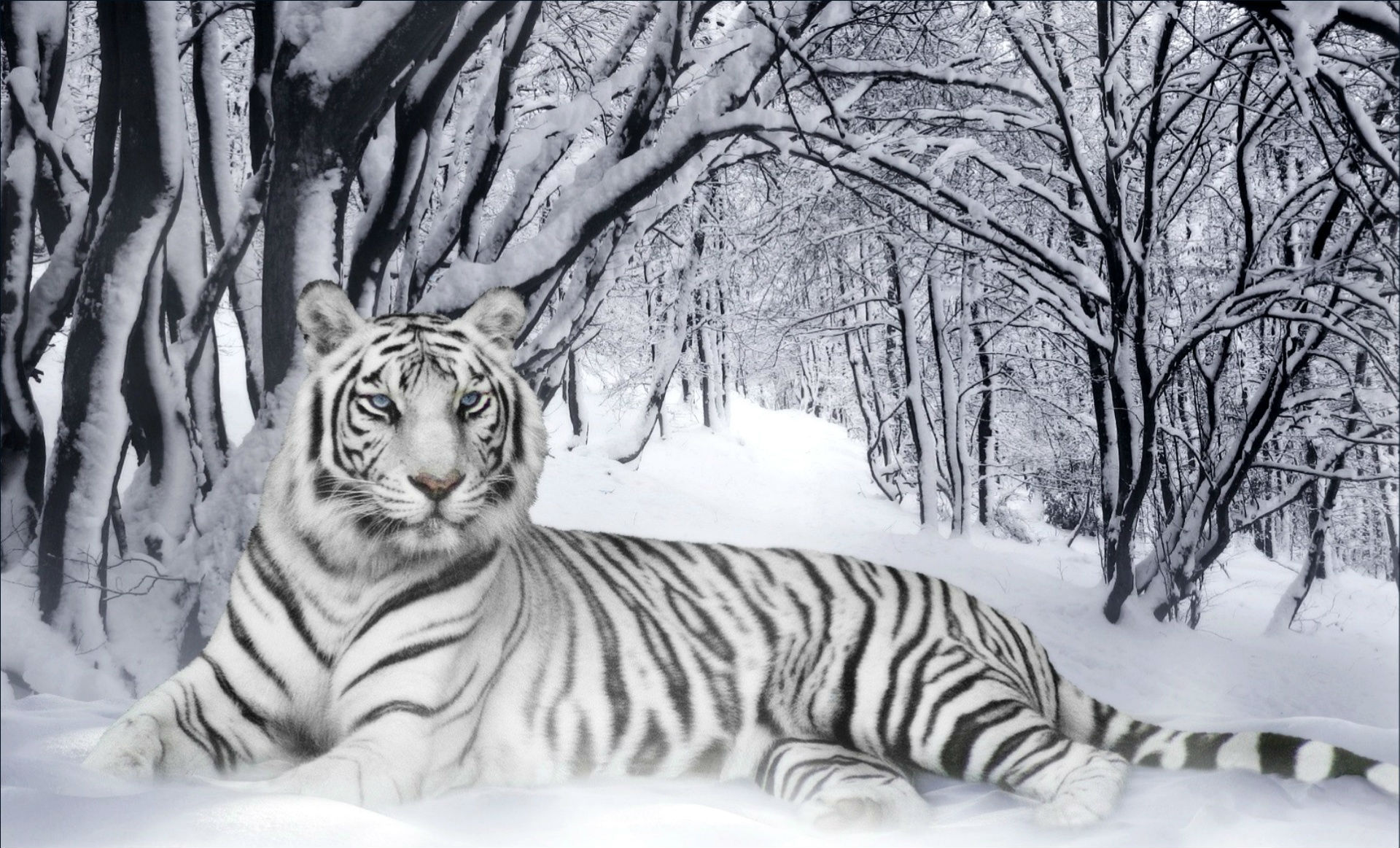 Winter Tiger HD Background Wallpaper 