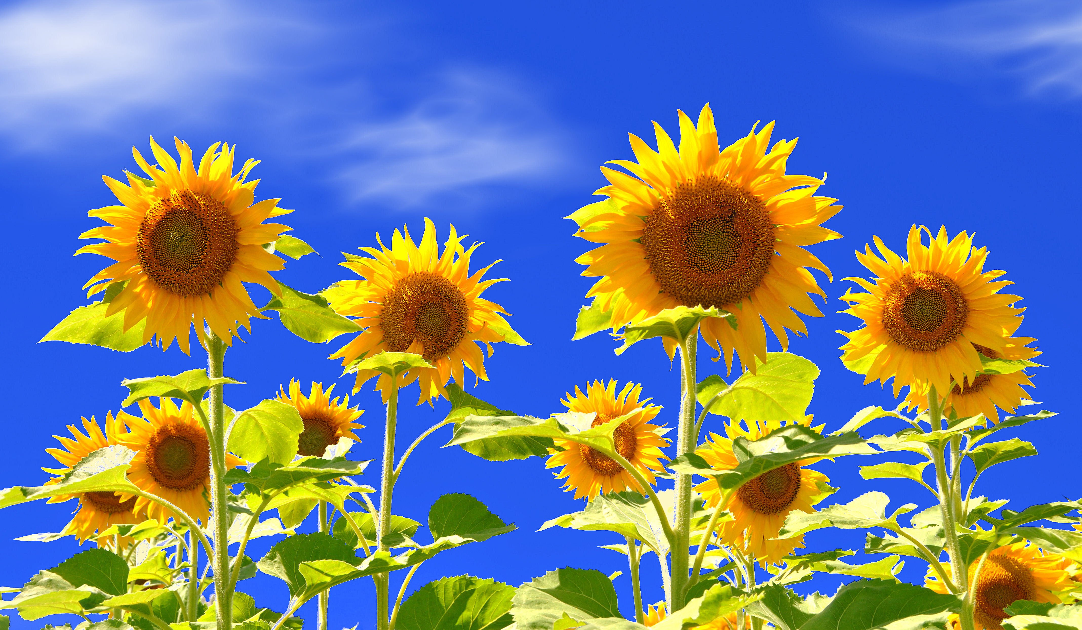 Sunflower Field Wallpaper 23689 - Baltana