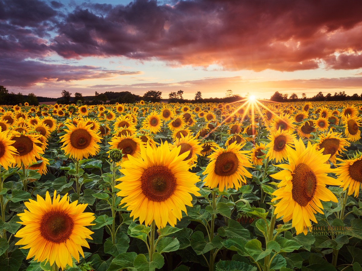 Sunflower Sunset HD Desktop Wallpaper 