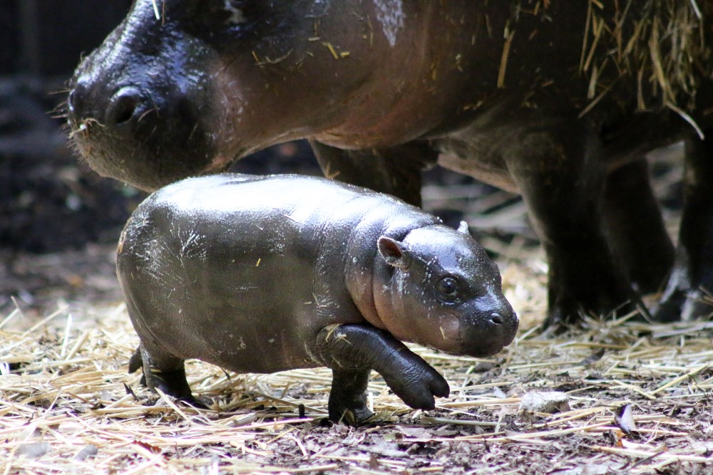 Pygmy Hippopotamus HD Wallpaper.